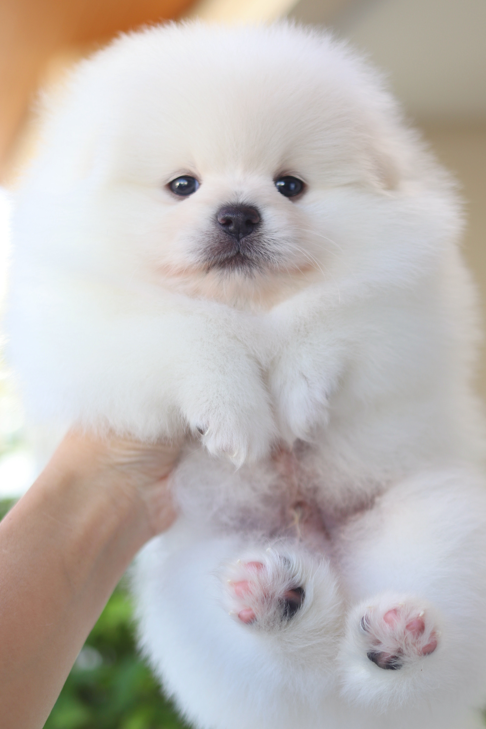 ปอมเมอเรเนียน เพศผู้ สีขาวครีม