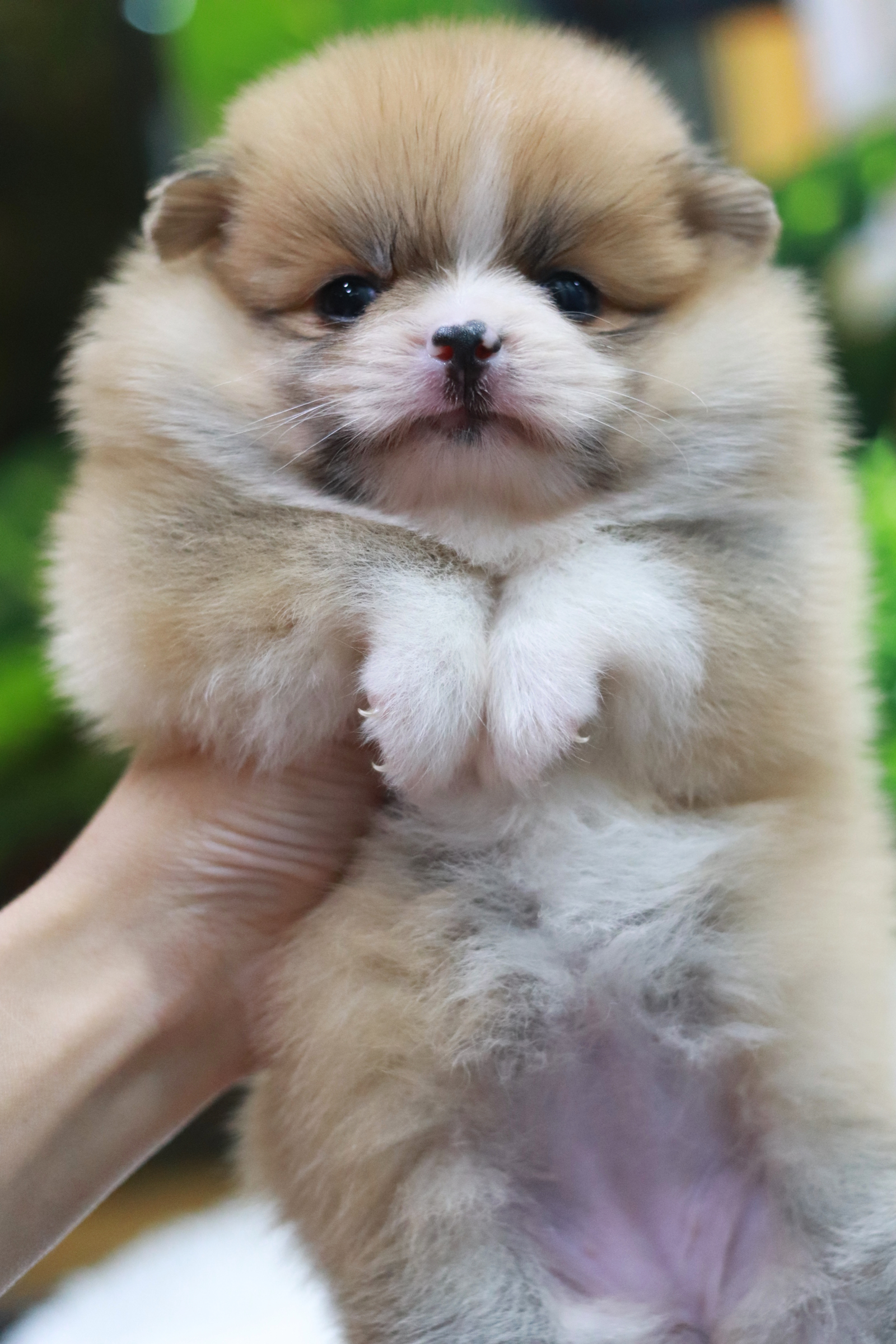 ปอมเมอเรเนียน เพศเมีย สีส้มขนแน่น