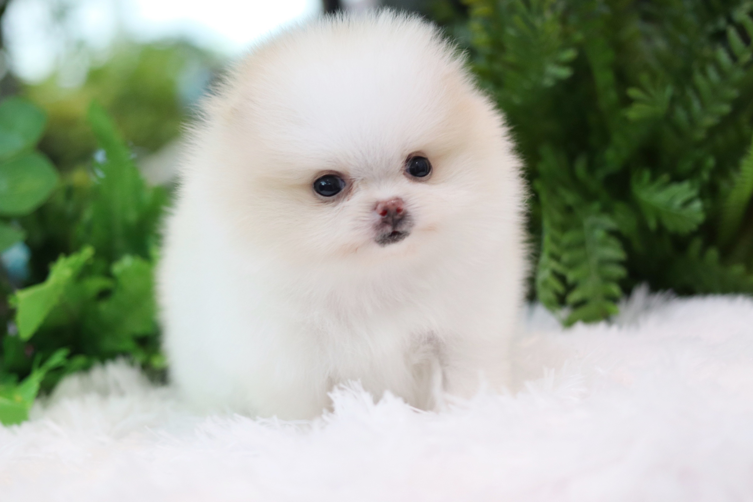 ปอมเมอเรเนียน เพศเมียขาวครีม