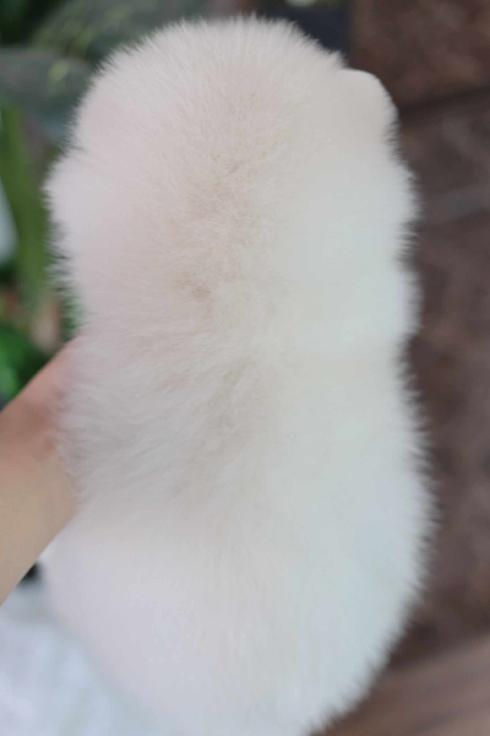 ปอมเมอเรเนียน เพศผู้ขาวครีม