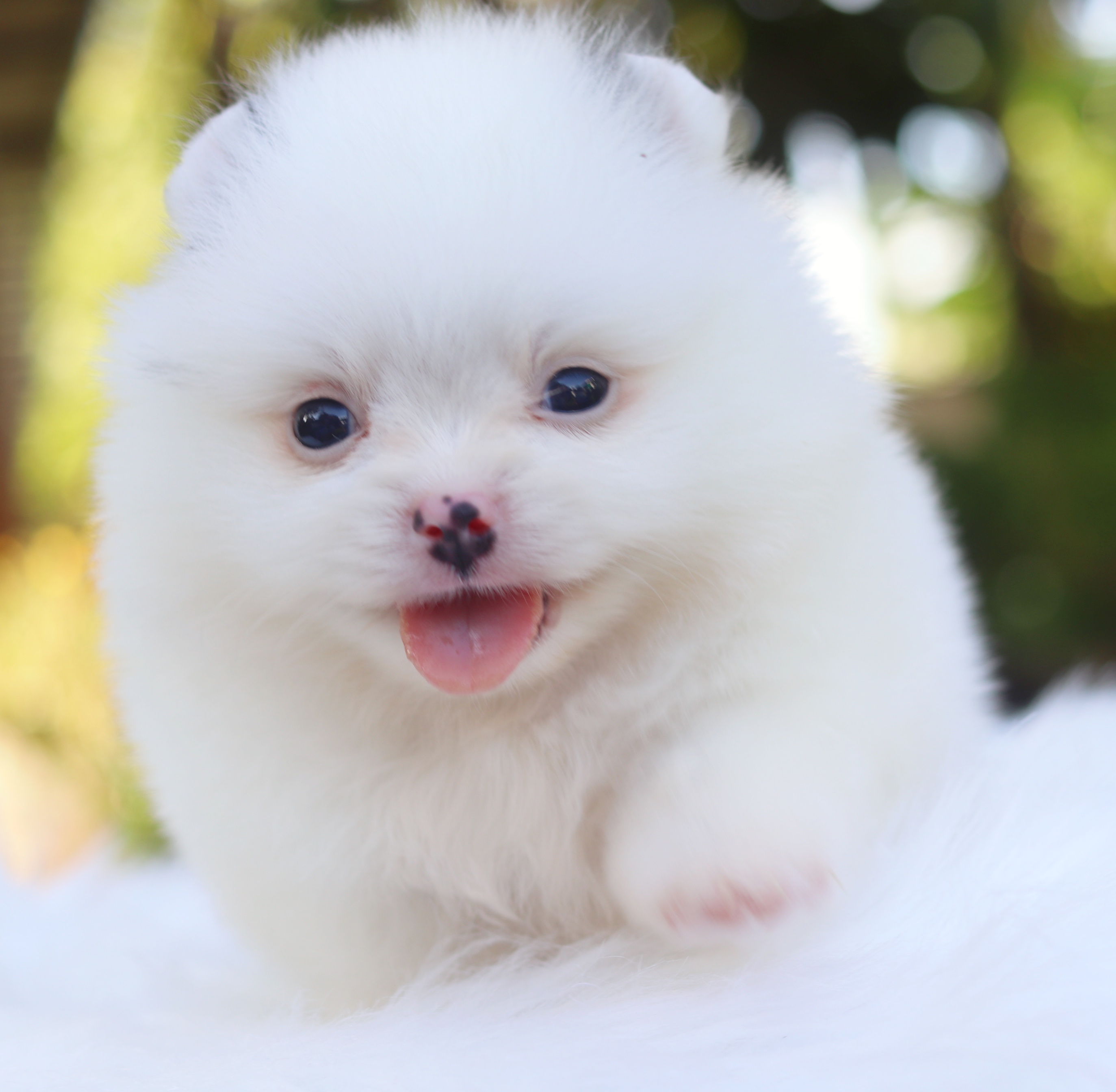 ปอมเมอเรเนียน เพศผู้สีแฟนซี