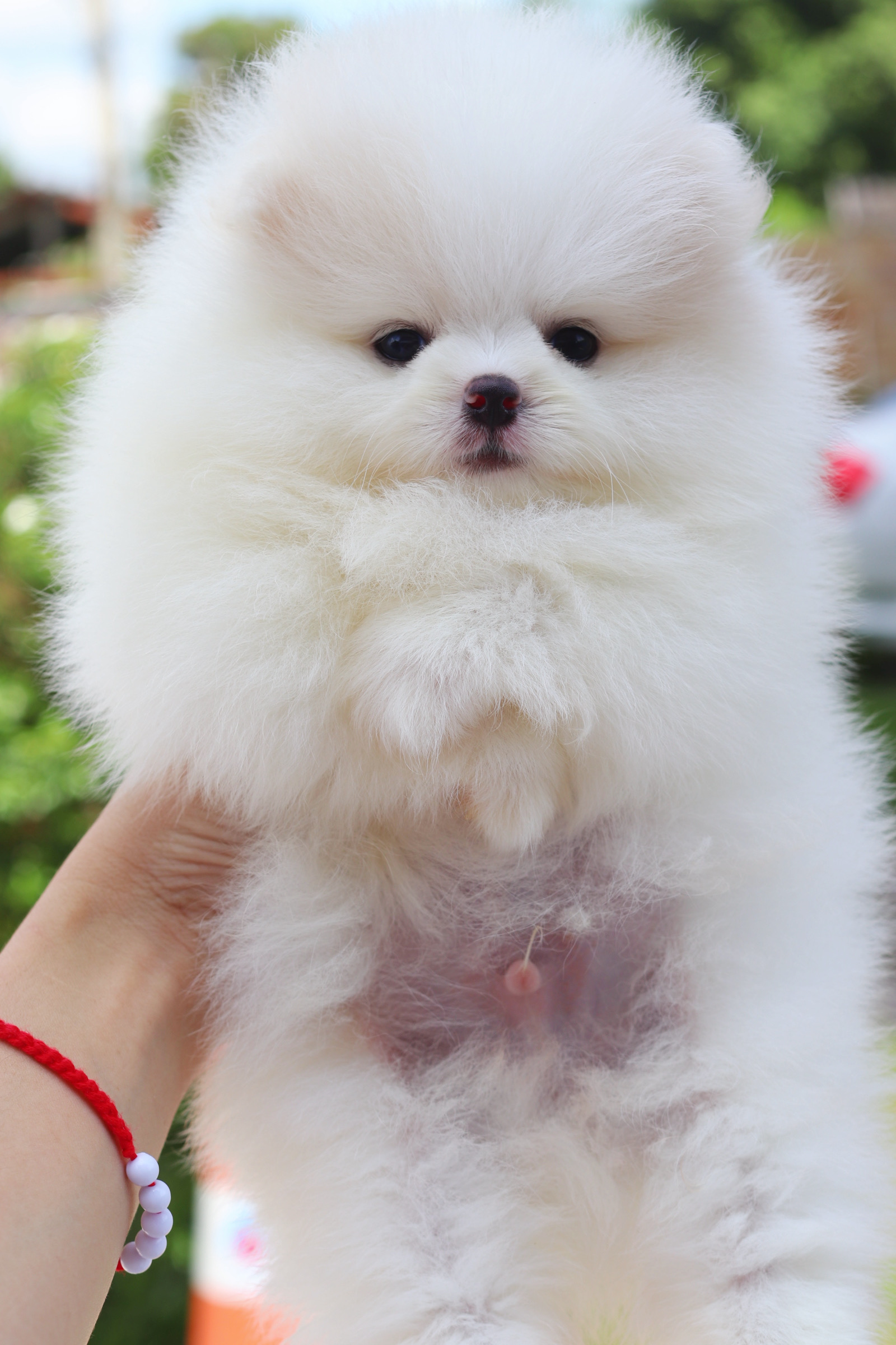 ปอมเมอเรเนียน เพศผู้สีขาวครีมเกรดโชว์