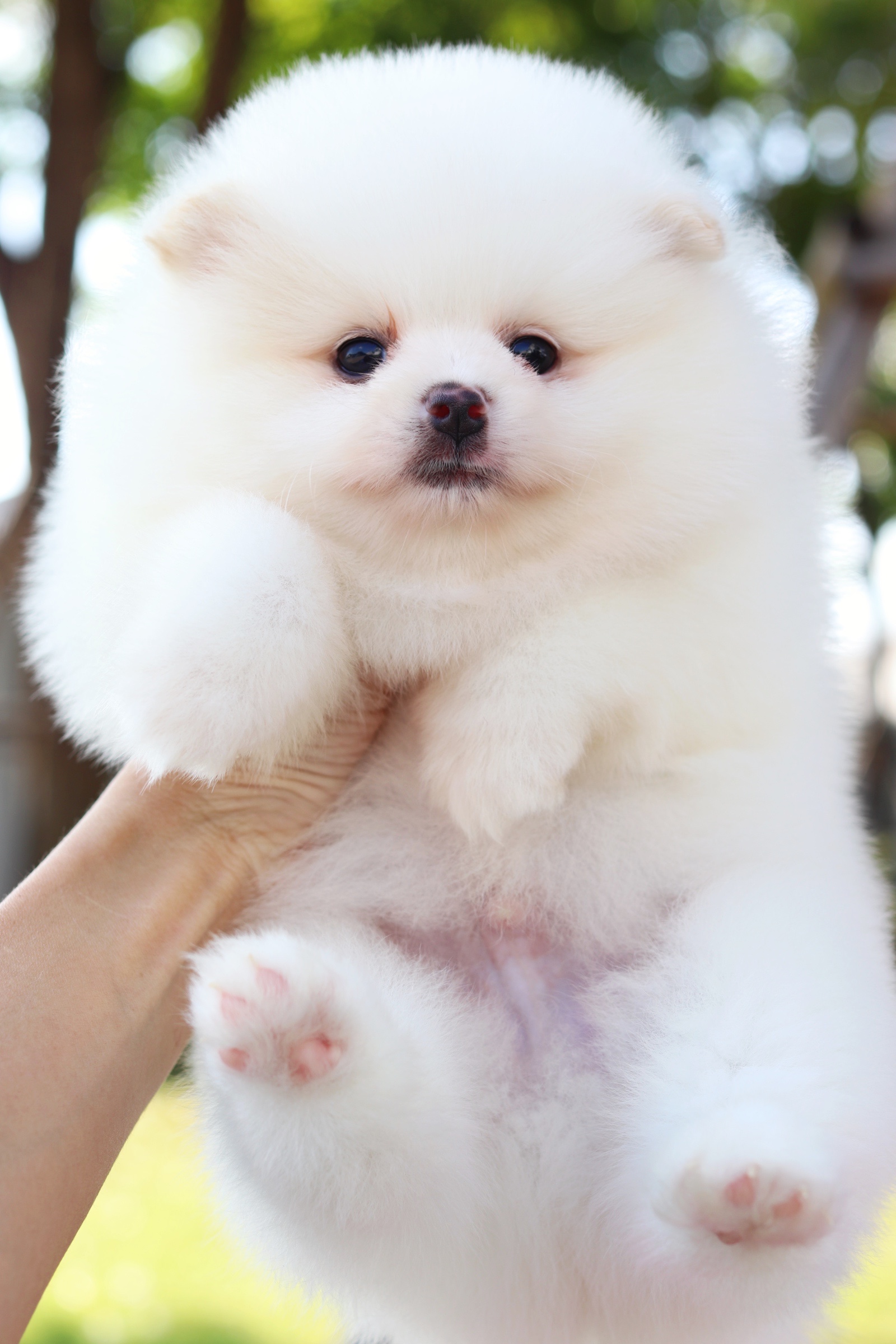 ปอมเมอเรเนียน เพศผู้ สีขาวครีม