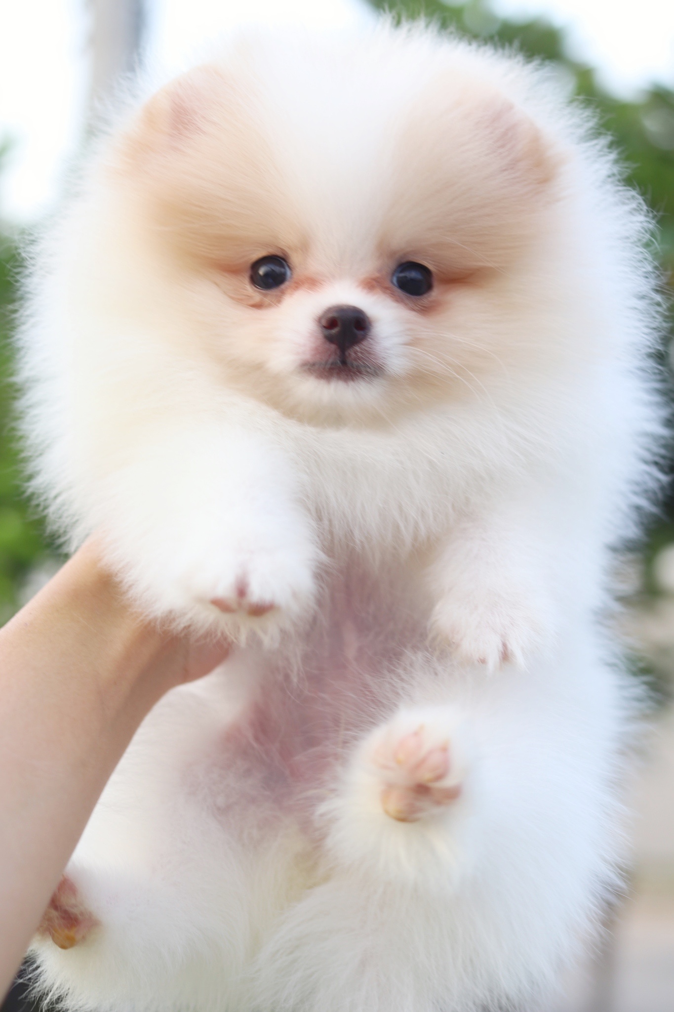 ปอมเมอเรเนียน เพศเมียสีขาวครีมเกรดโชว์