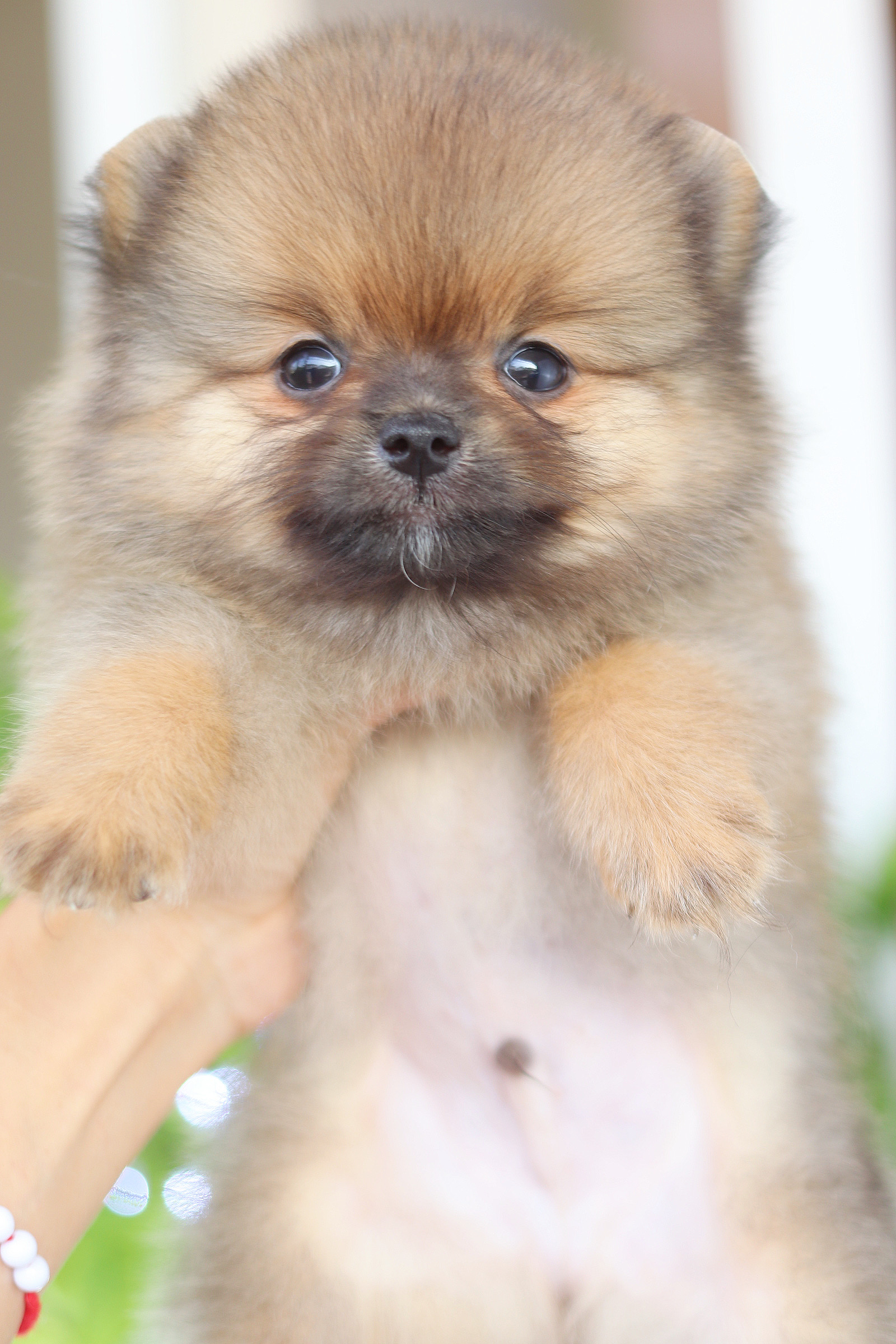 ปอมเมอเรเนียน เพศผู้ สีส้ม