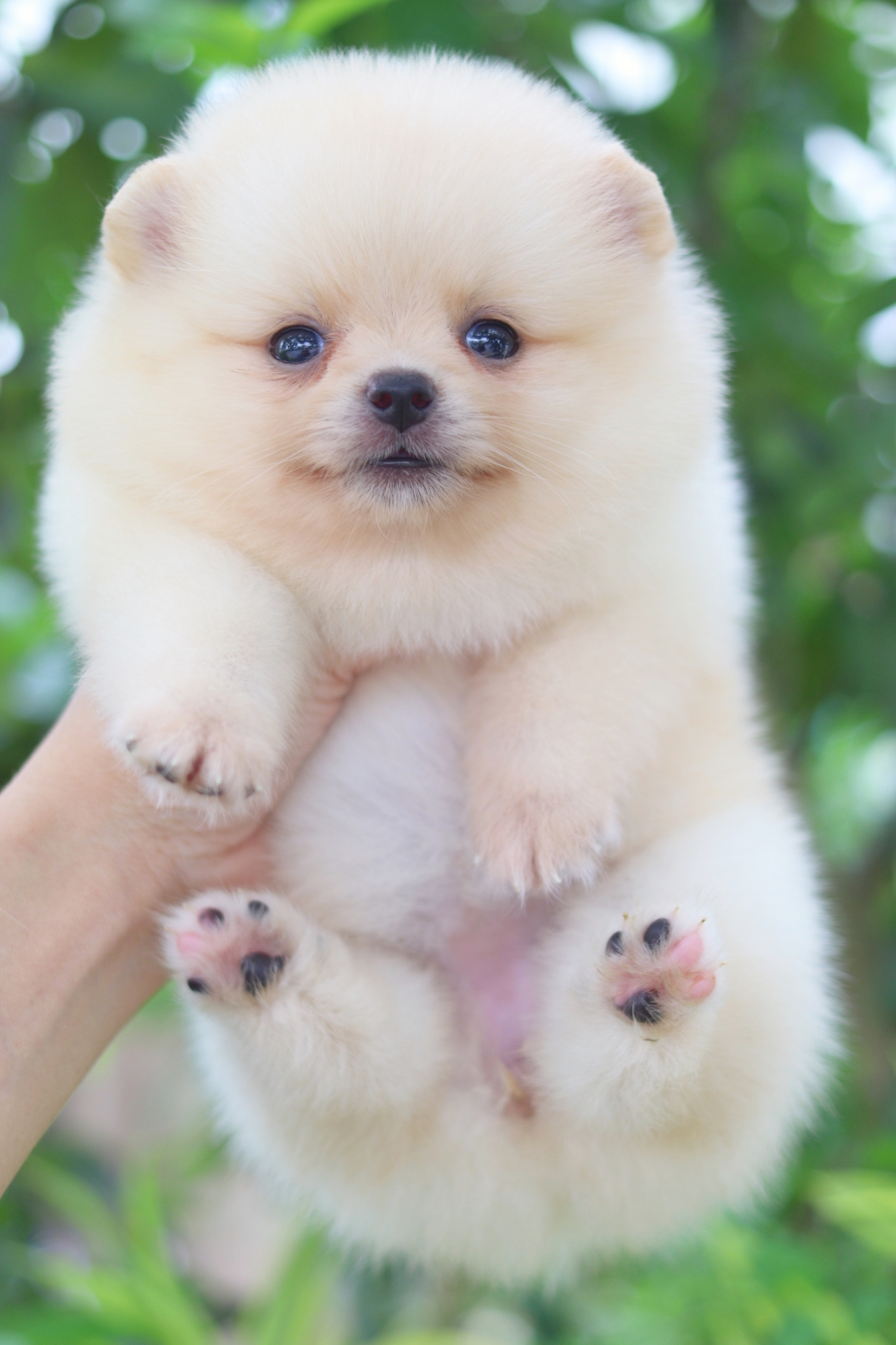 ปอมเมอเรเนียน เพศเมียสีครีม