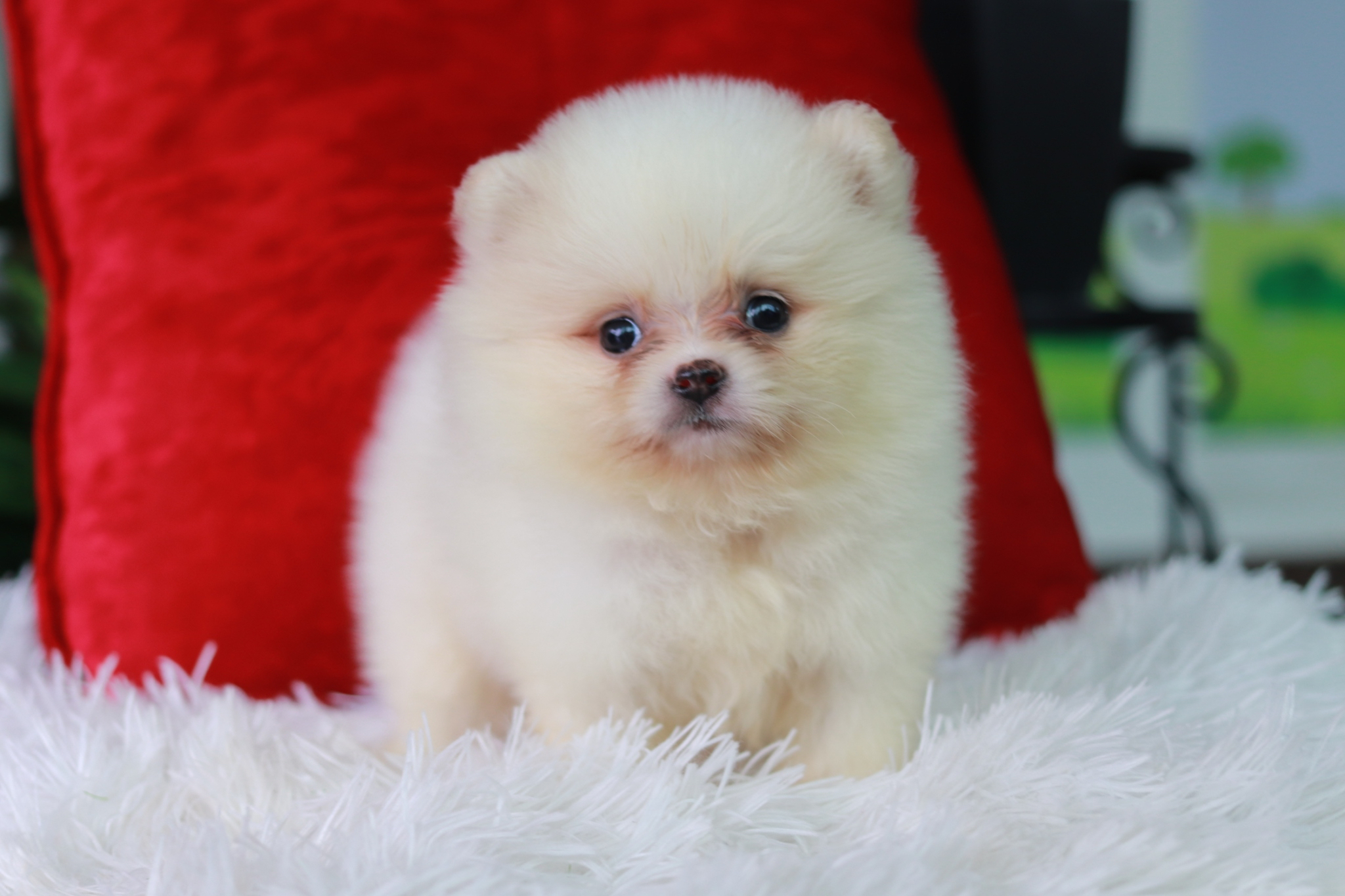 ปอมเมอเรเนียน เพศผู้ สีขาวครีม