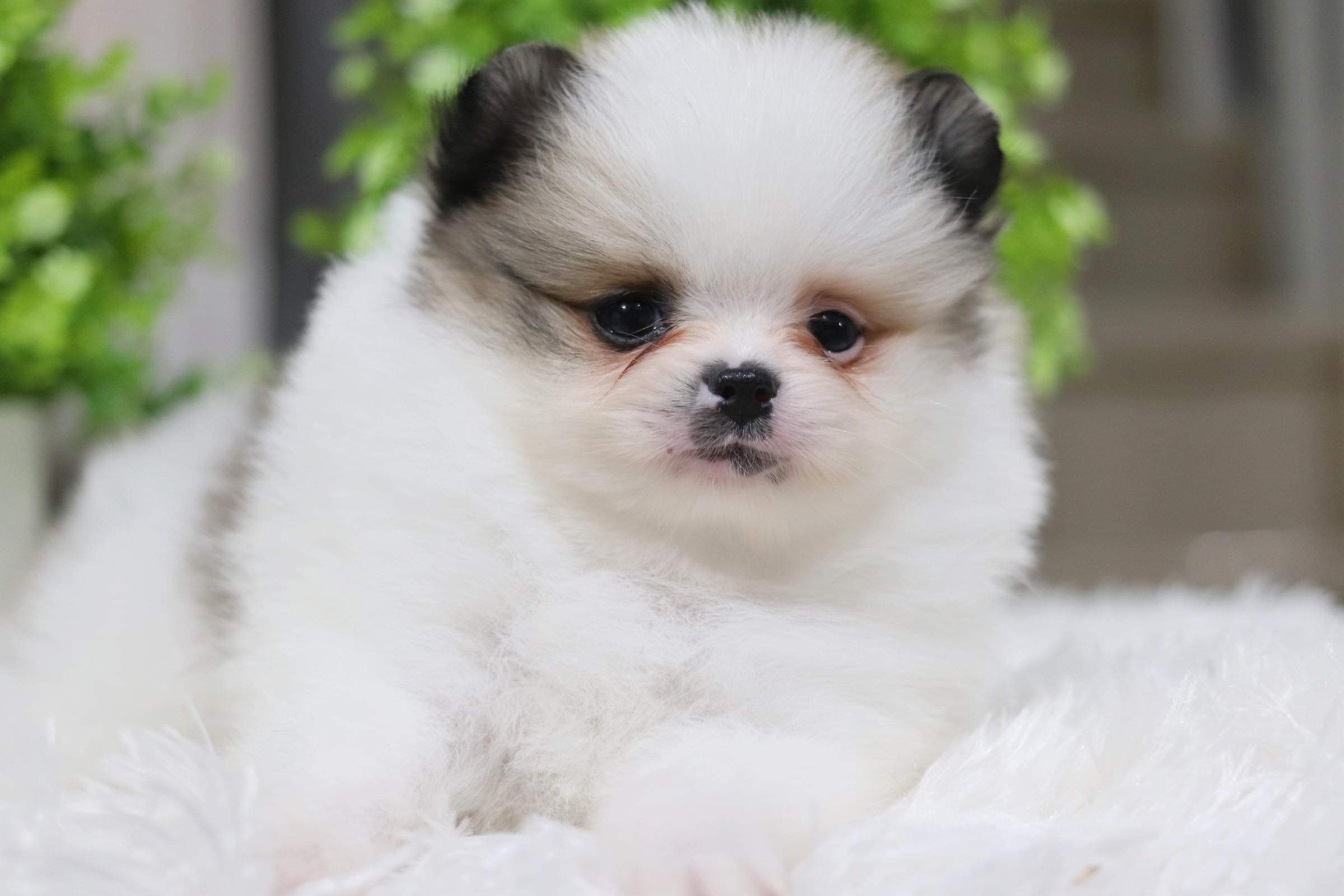 ปอมเมอเรเนียน เพศผู้