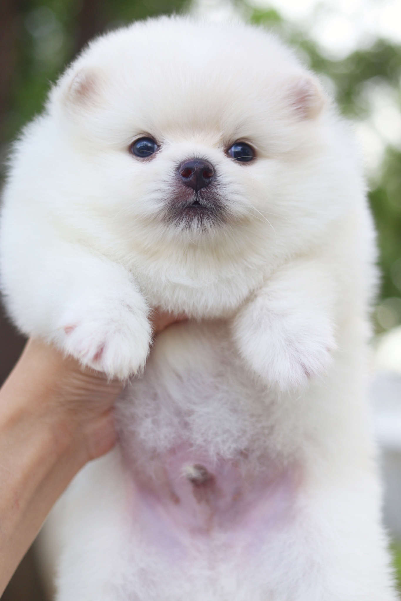 ปอมเมอเรเนียน เพศผู้สีขาวครีม