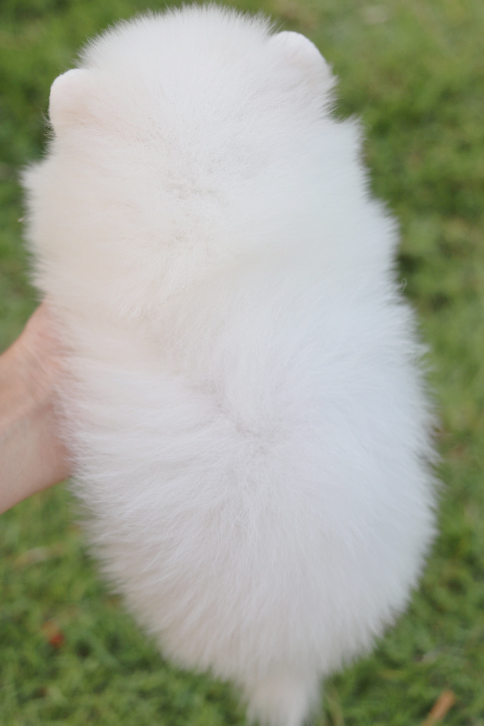 ปอมเมอเรเนียน เพศผู้ สีขาวครีม