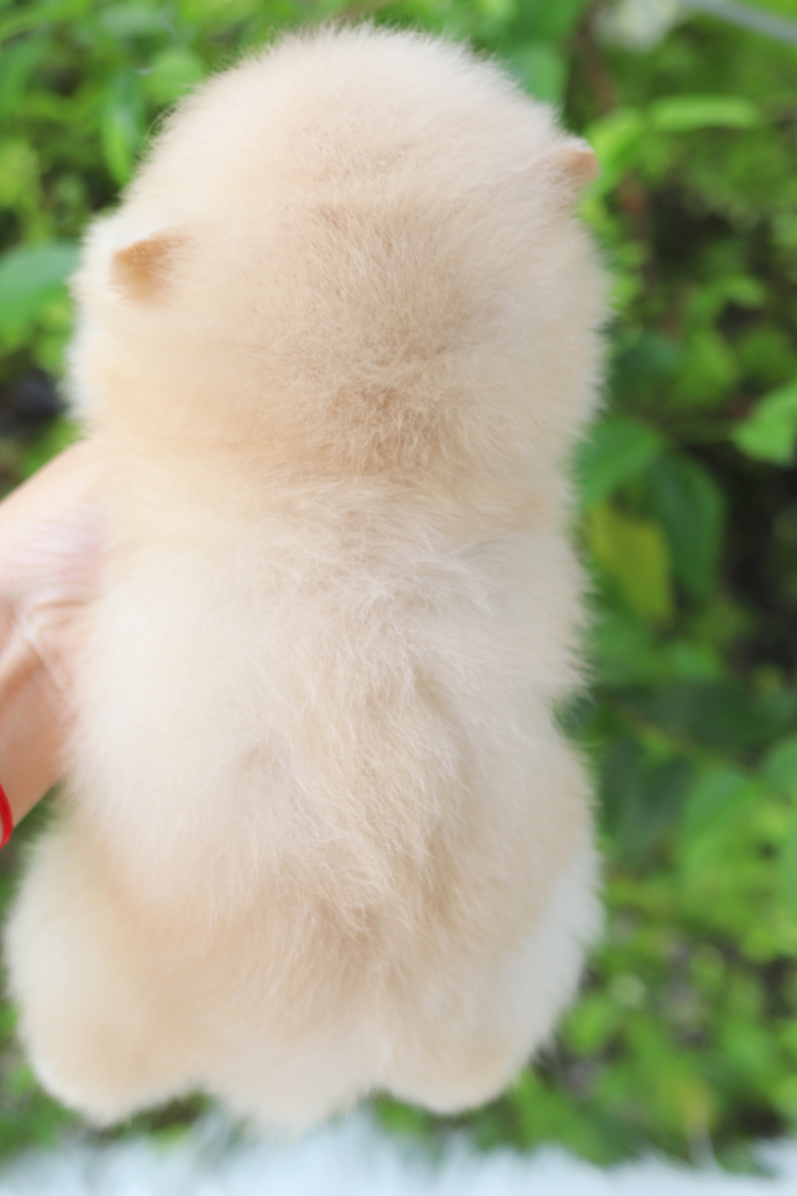 ปอมเมอเรเนียน เพศผู้สีครีม ทีคัพ