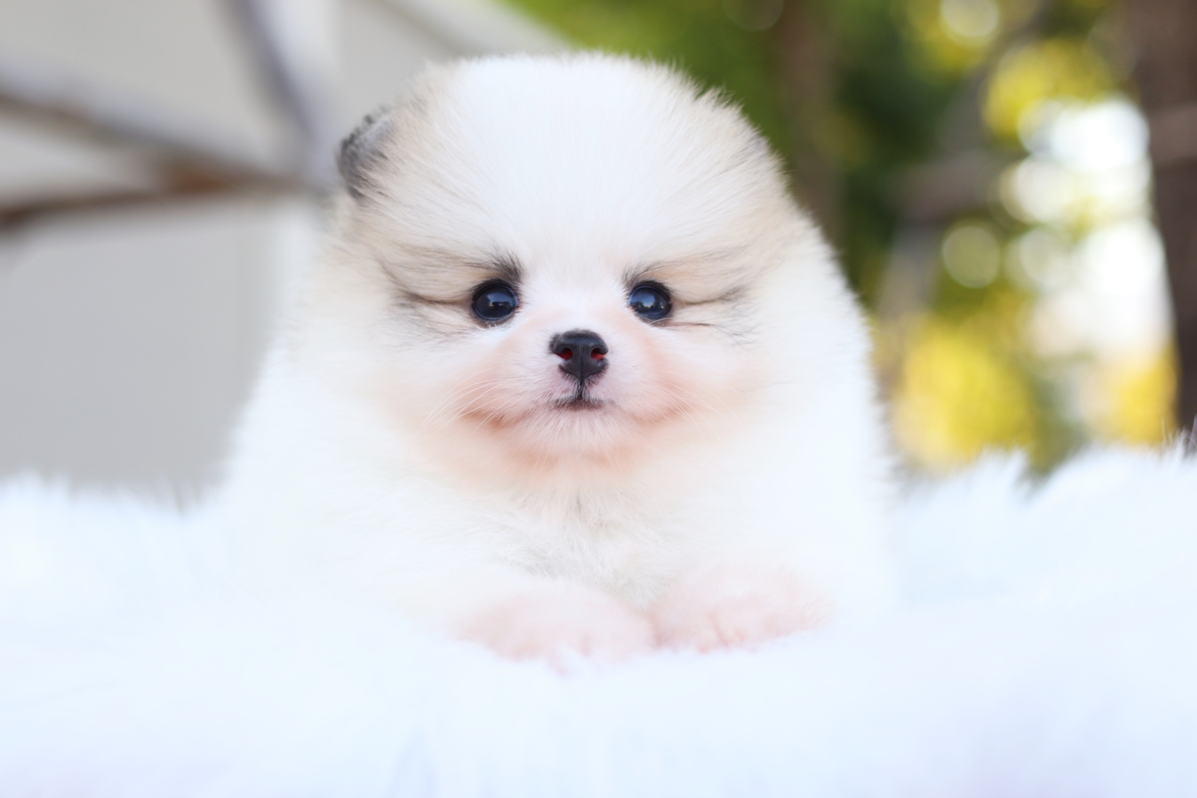 ปอมเมอเรเนียน เพศผู้ สีแฟนซี เกรดโชว์