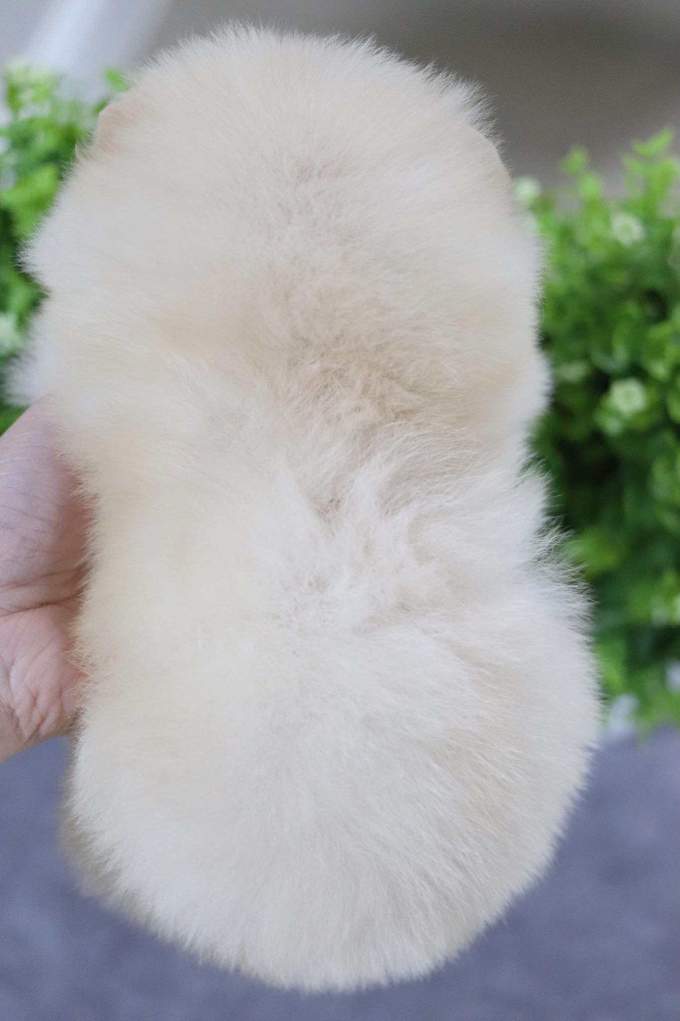 ปอมเมอเรเนียน เพศผู้