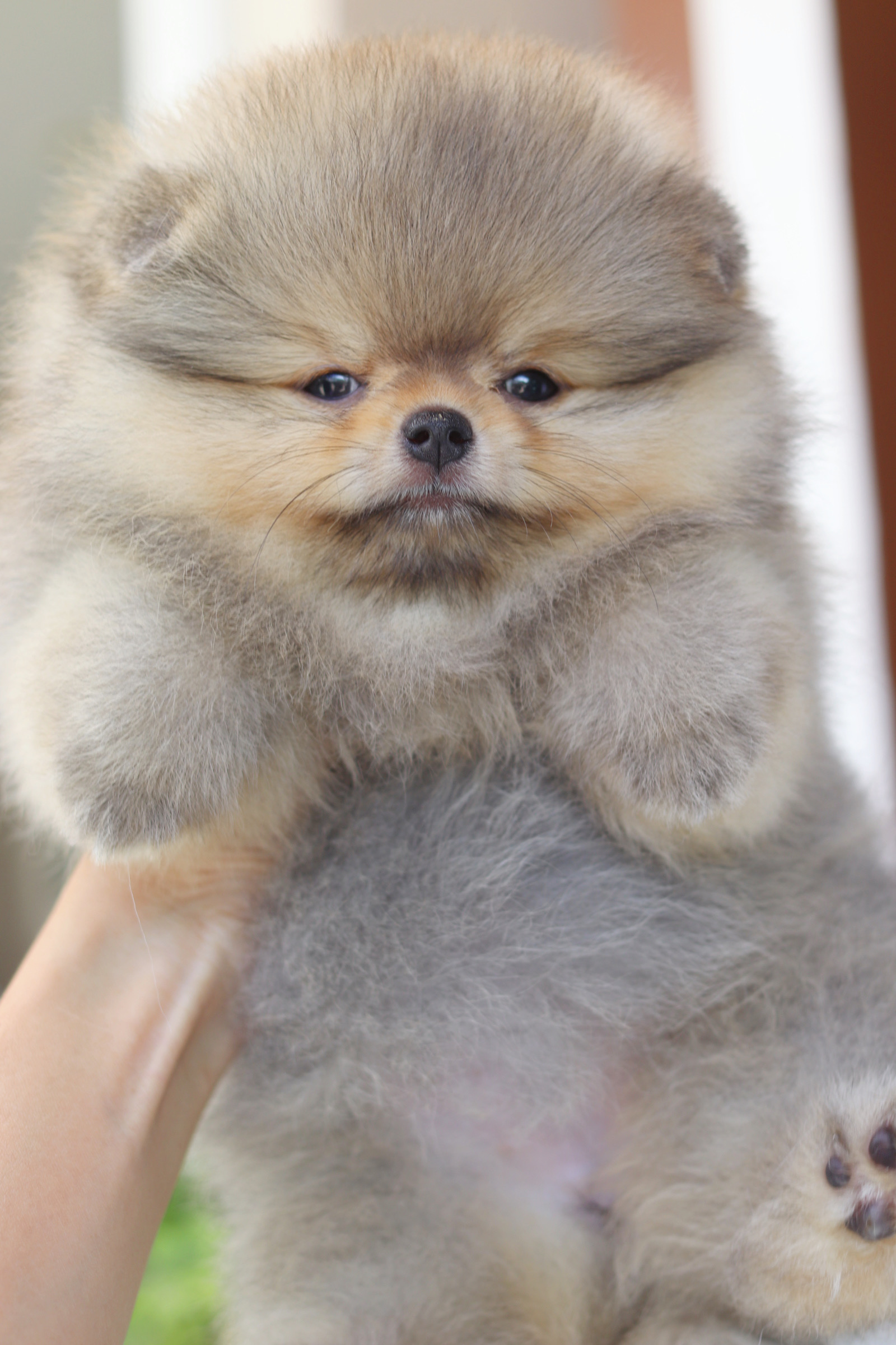 ปอมเมอเรเนียน เพศเมียสีส้มเกรดโชว์