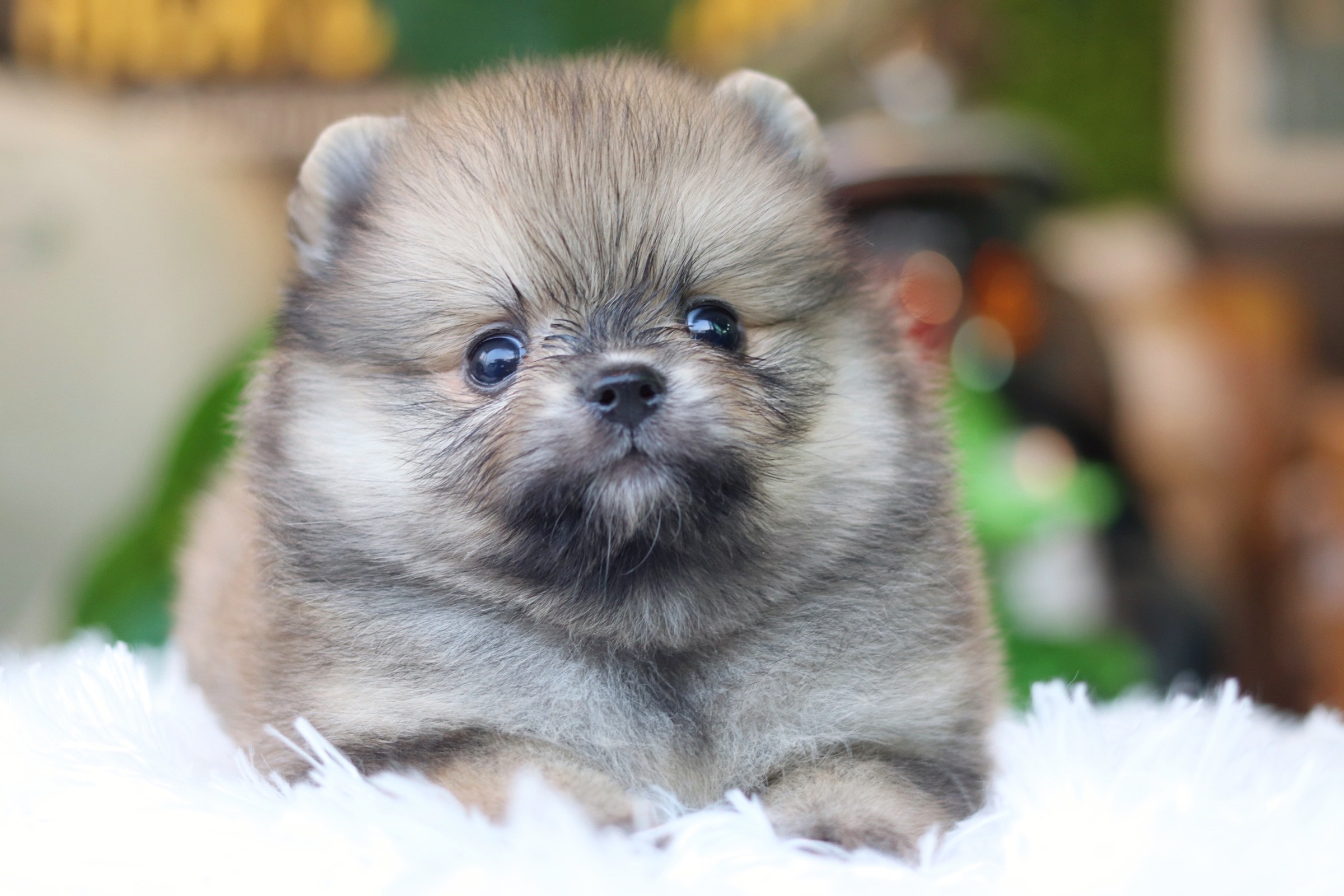 ปอมเมอเรเนียน เพศผู้ สีส้ม