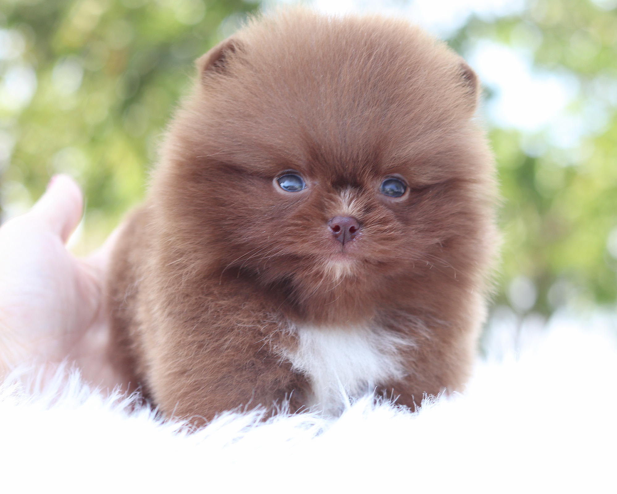 ปอมเมอเรเนียน เพศผู้ สีช็อค เกรดโชว์