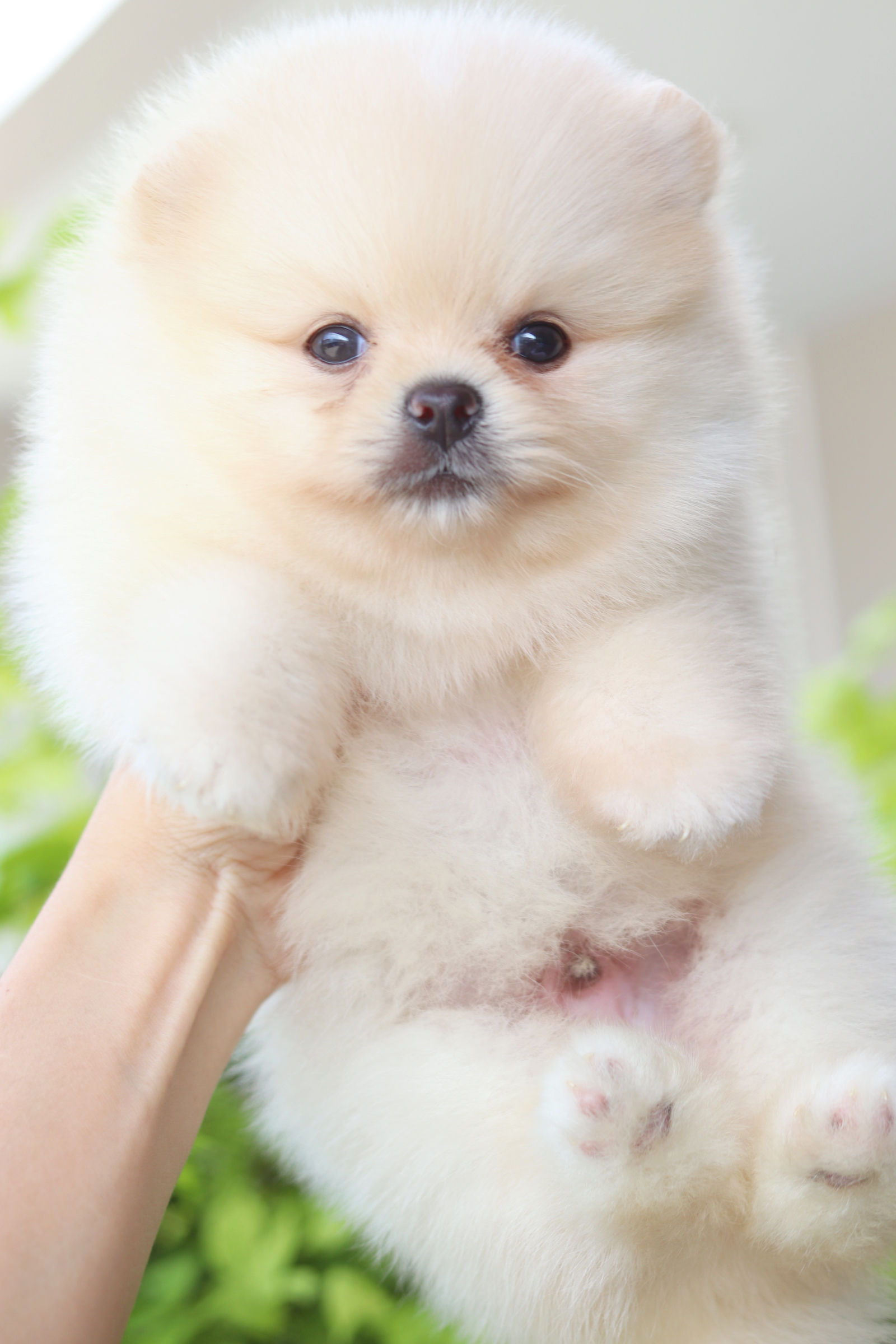 ปอมเมอเรเนียน เพศผู้สีครีม