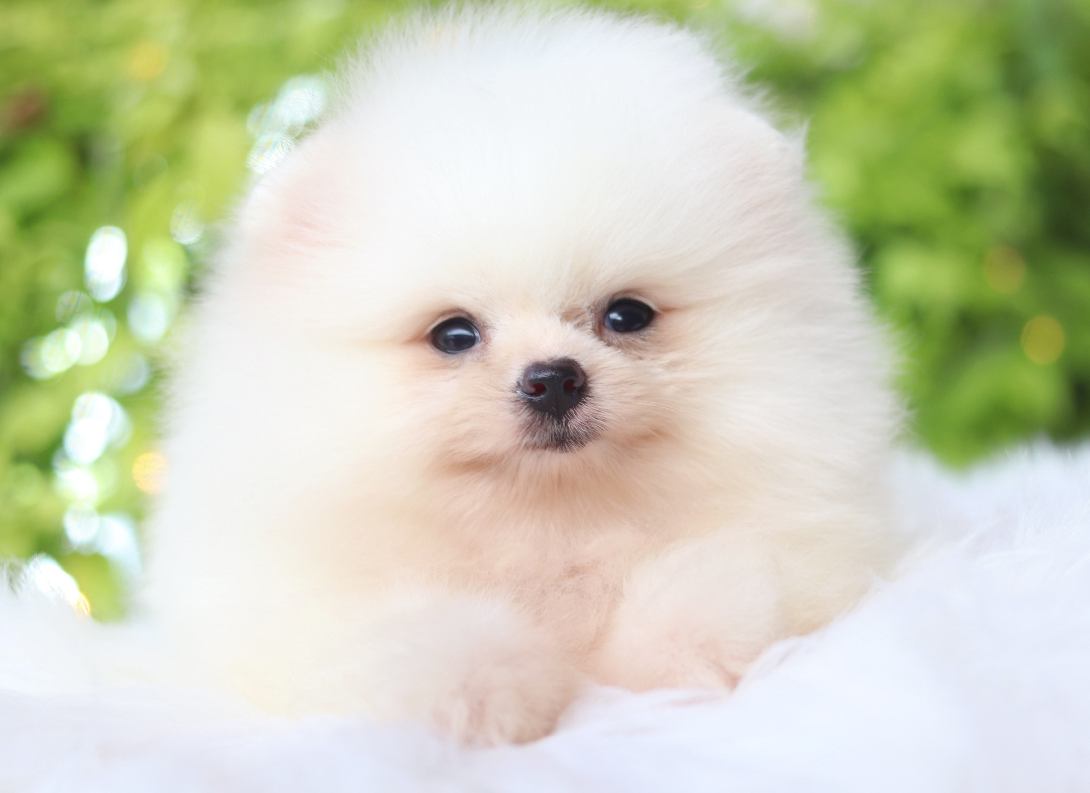 ปอมเมอเรเนียน เพศเมียสีขาวครีม เกรดโชว์