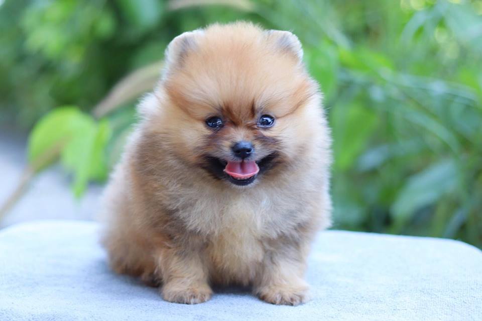 ปอมเมอเรเนียน เพศผู้