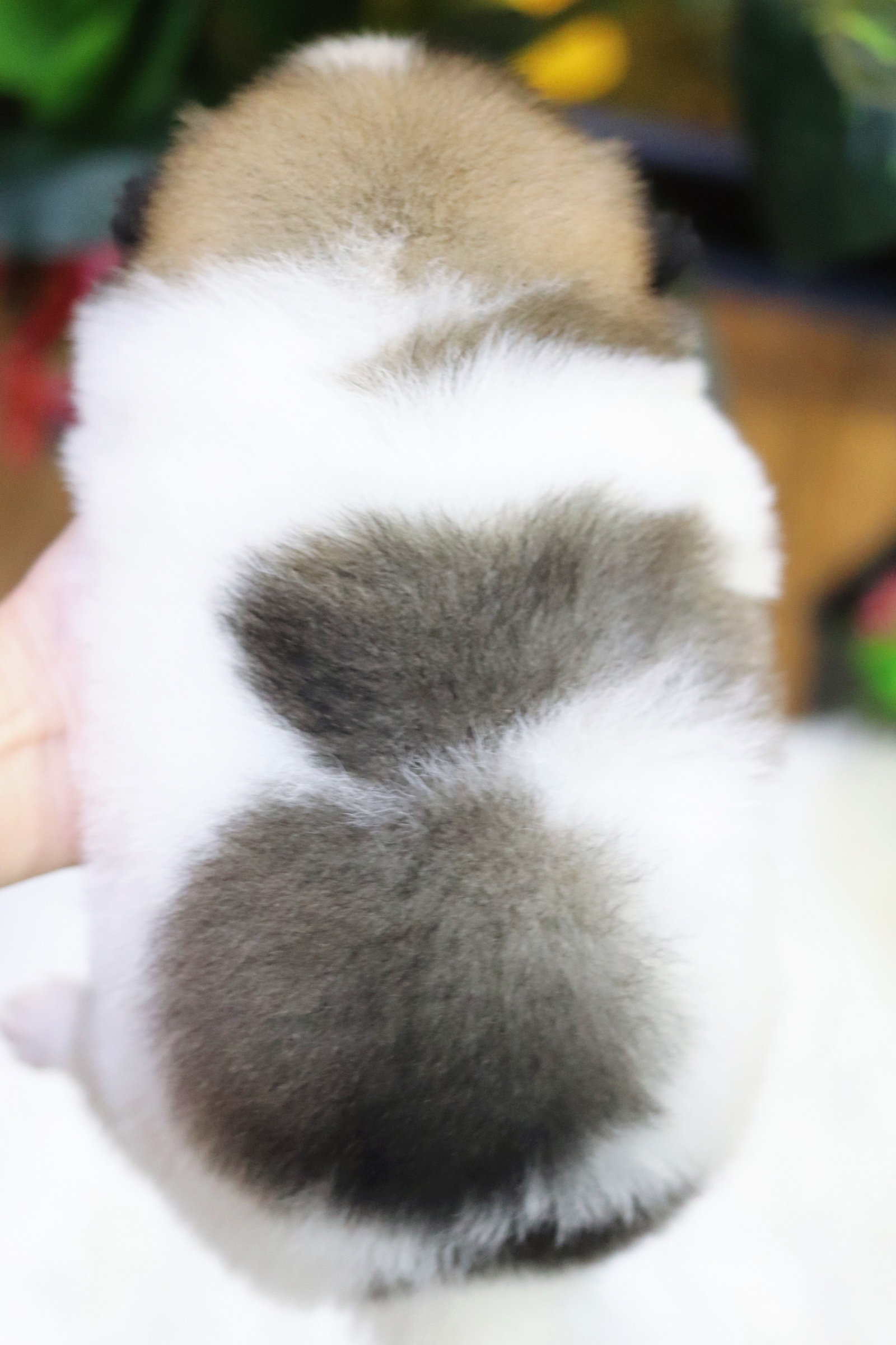 ปอมเมอเรเนียน เพศผู้ สีแฟนซี