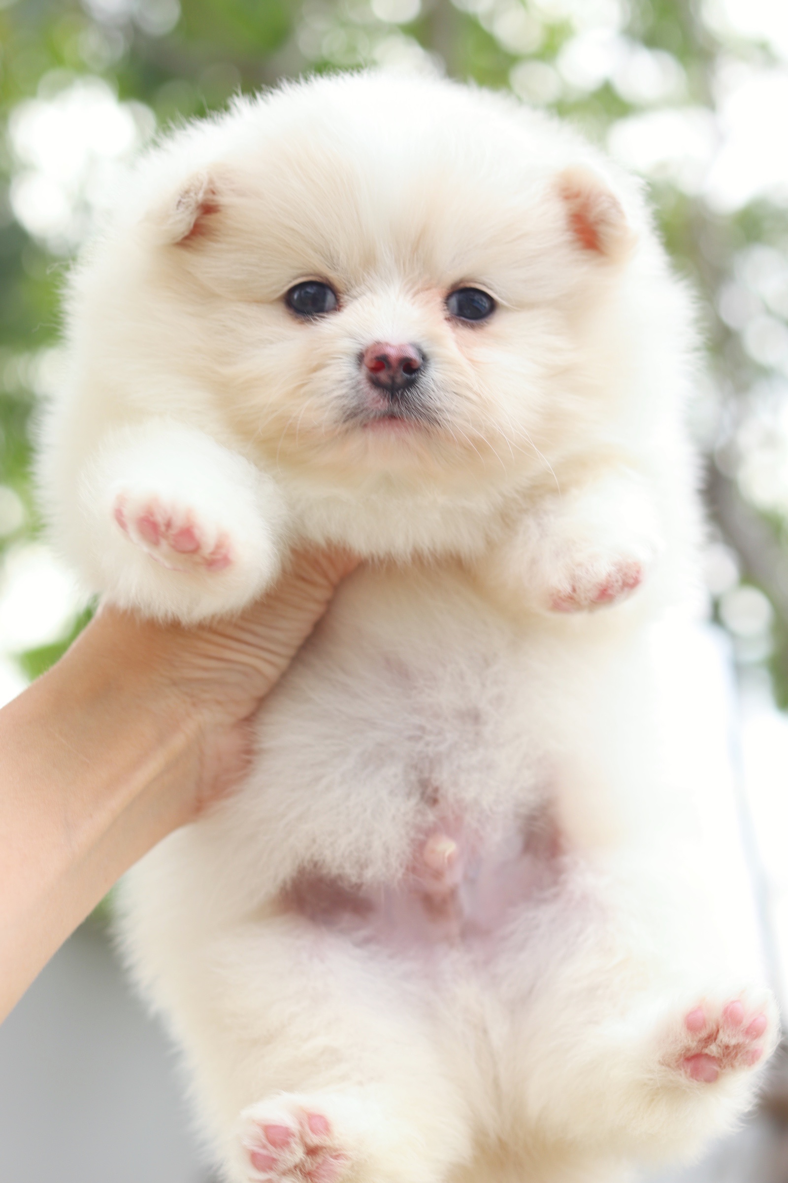 ปอมเมอเรเนียน เพศผู้ สีครีม