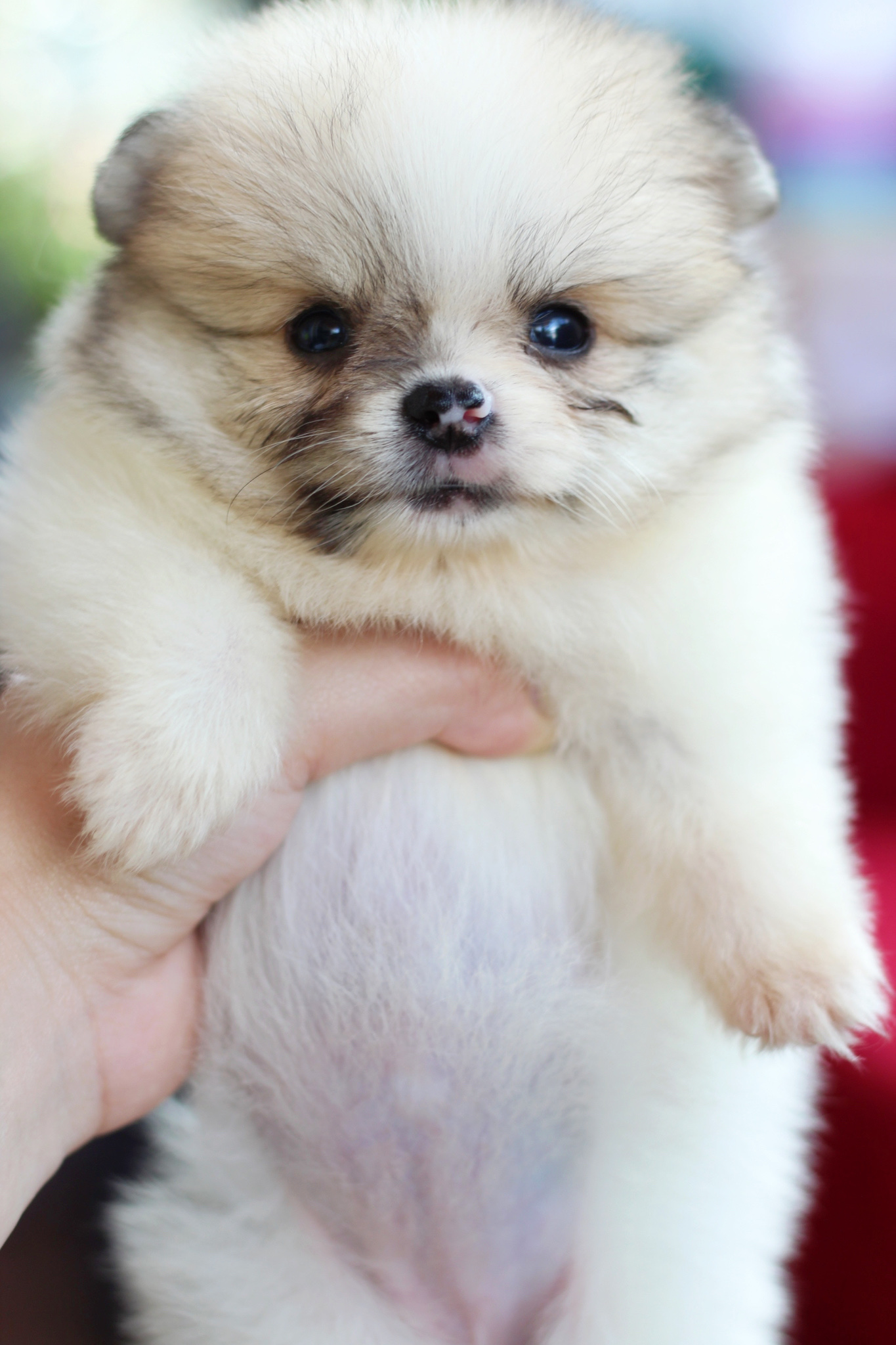 ปอมเมอเรเนียน เพศเมียแฟนซี