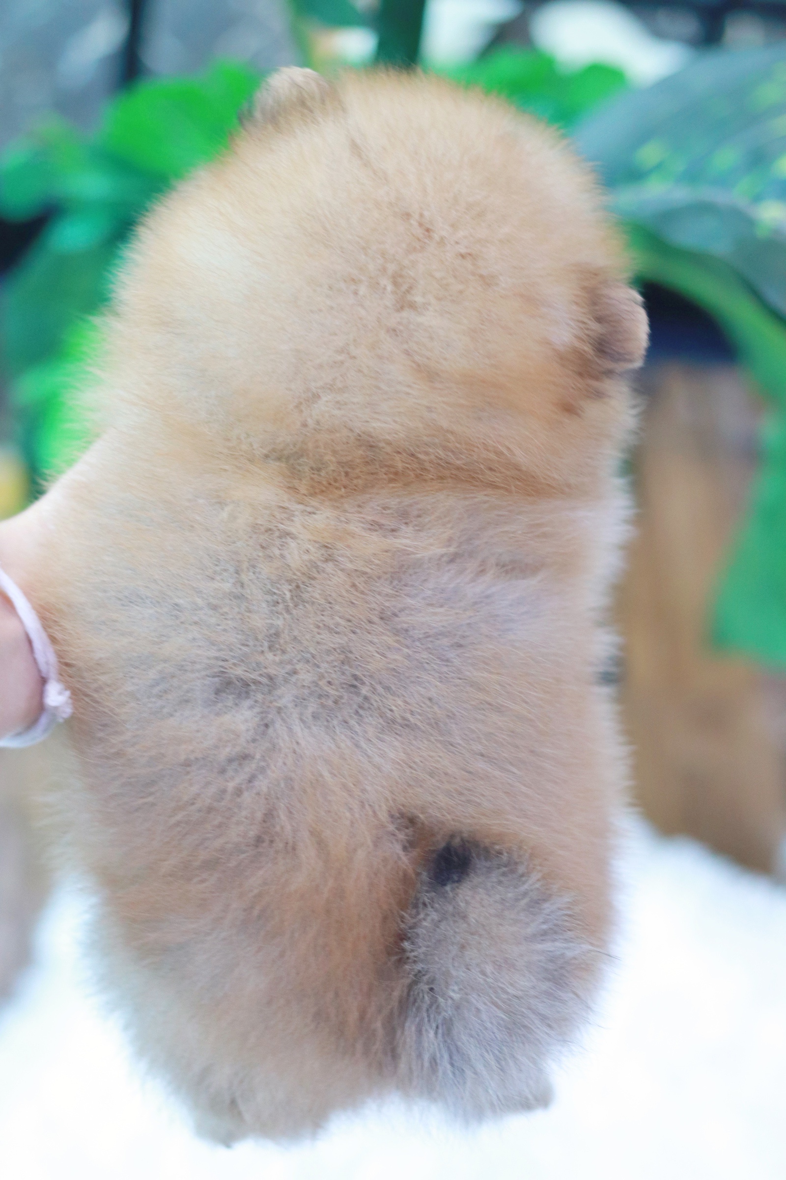 ปอมเมอเรเนียน เพศเมียสีส้ม เกรดโชว์