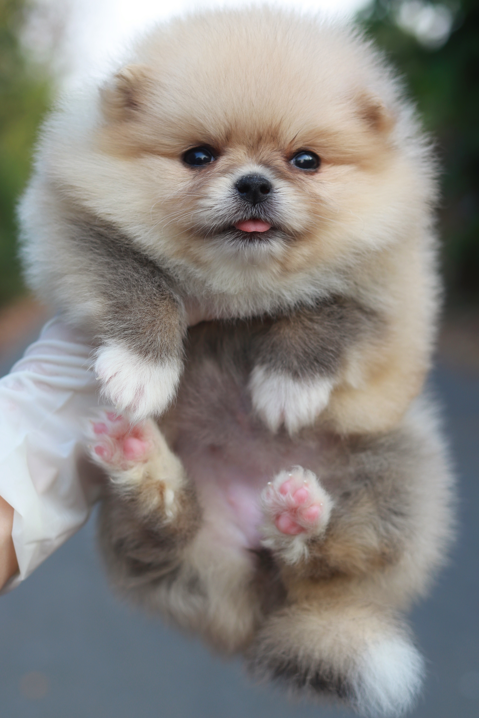 ปอมเมอเรเนียน เพศเมีย