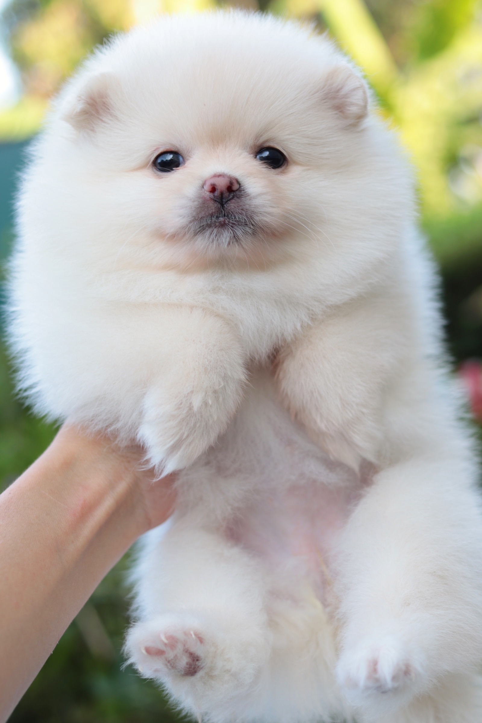 ปอมเมอเรเนียน เพศเมียสีขาวครีม