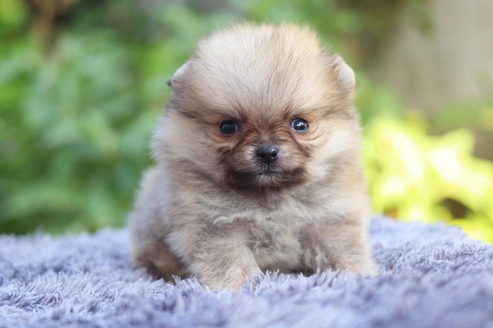 ปอมเมอเรเนียน เพศผู้