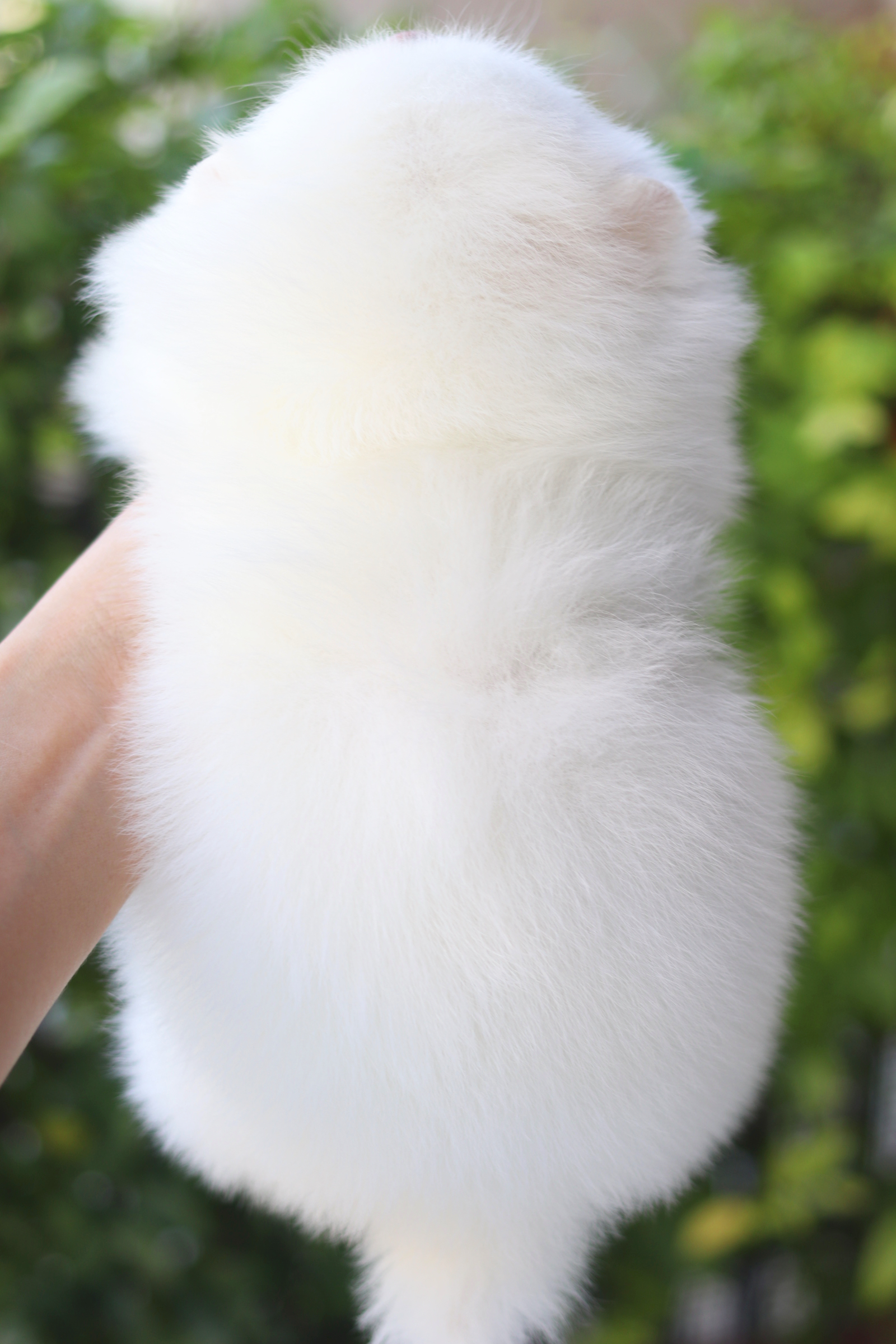 ปอมเมอเรเนียน เพศผู้สีขาว