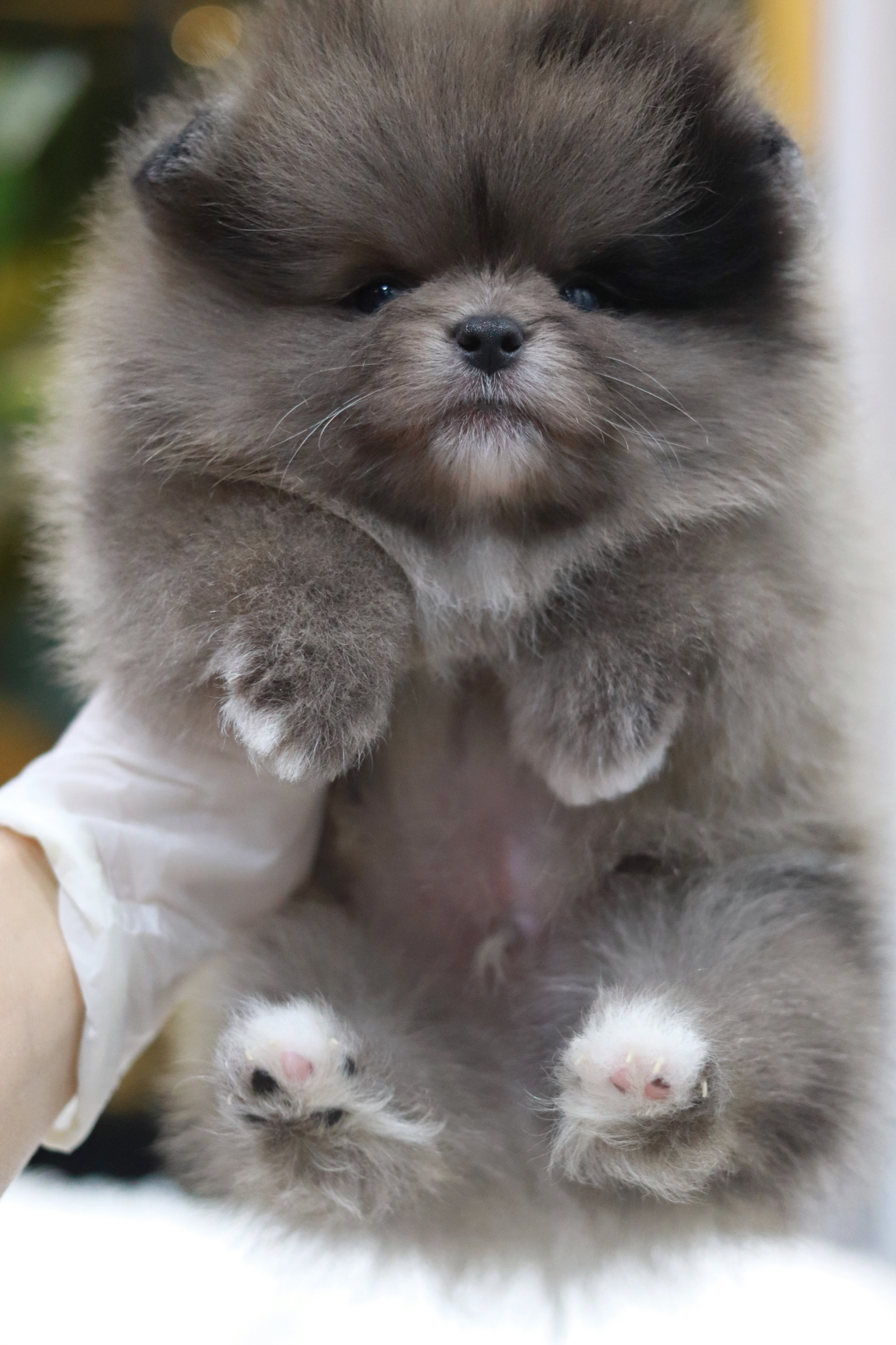 ปอมเมอเรเนียน เพศผู้ เมอร์เร่