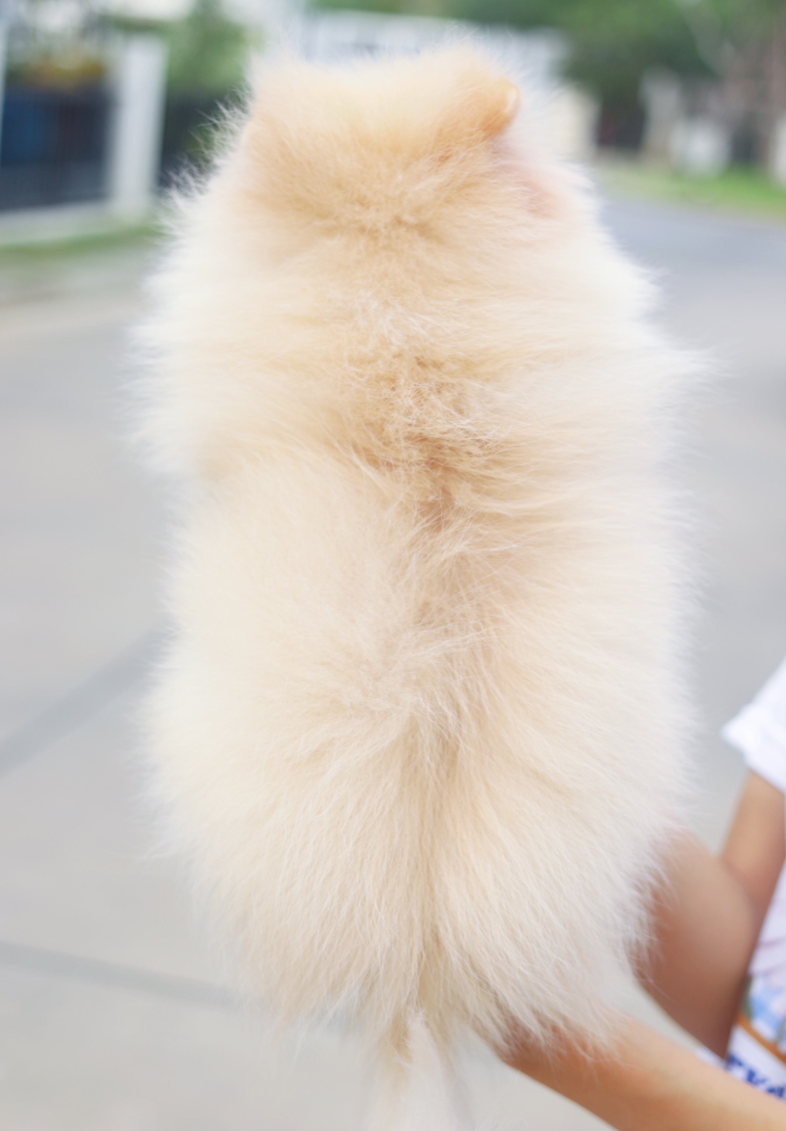 ปอมเมอเรเนียน เพศผู้ สีครีม