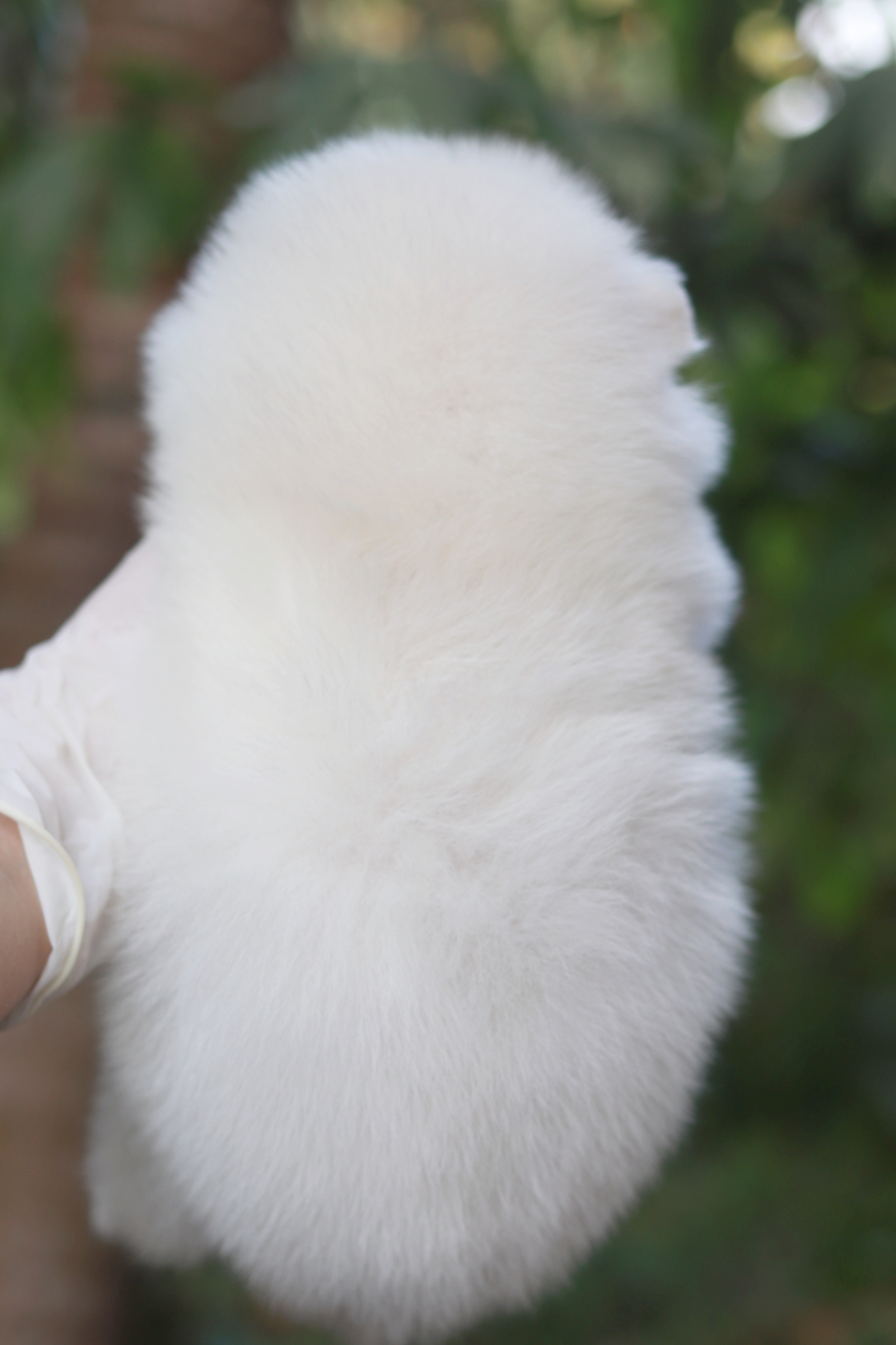 ปอมเมอเรเนียน เพศผู้