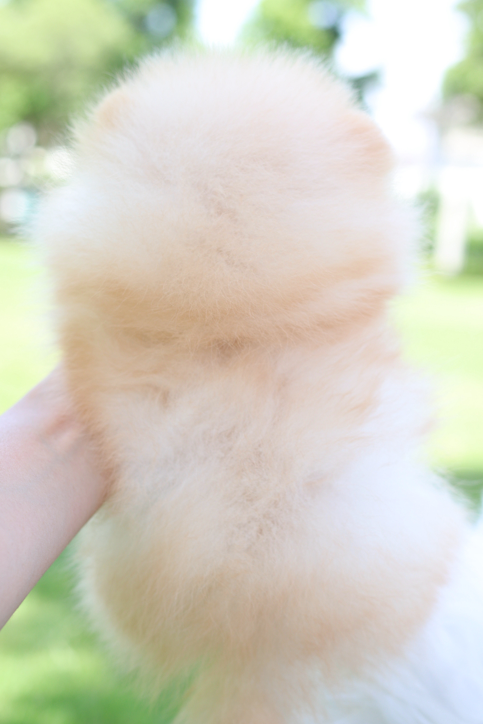 ปอมเมอเรเนียน เพศเมียสีครีม เกรดโชว์