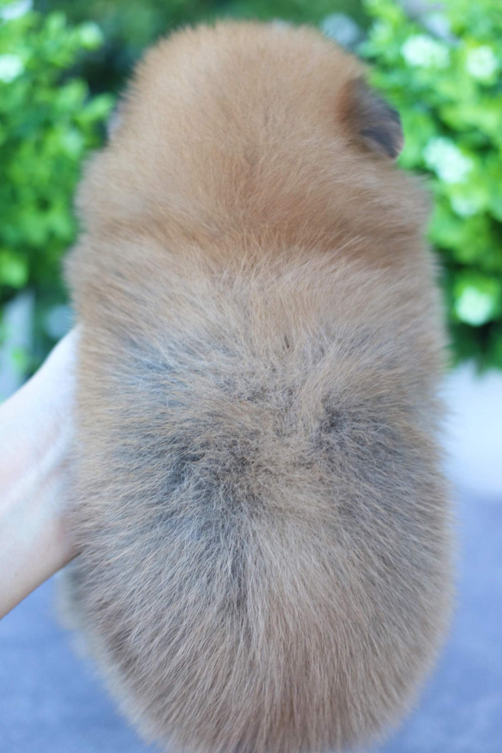 ปอมเมอเรเนียน เพศเมีย