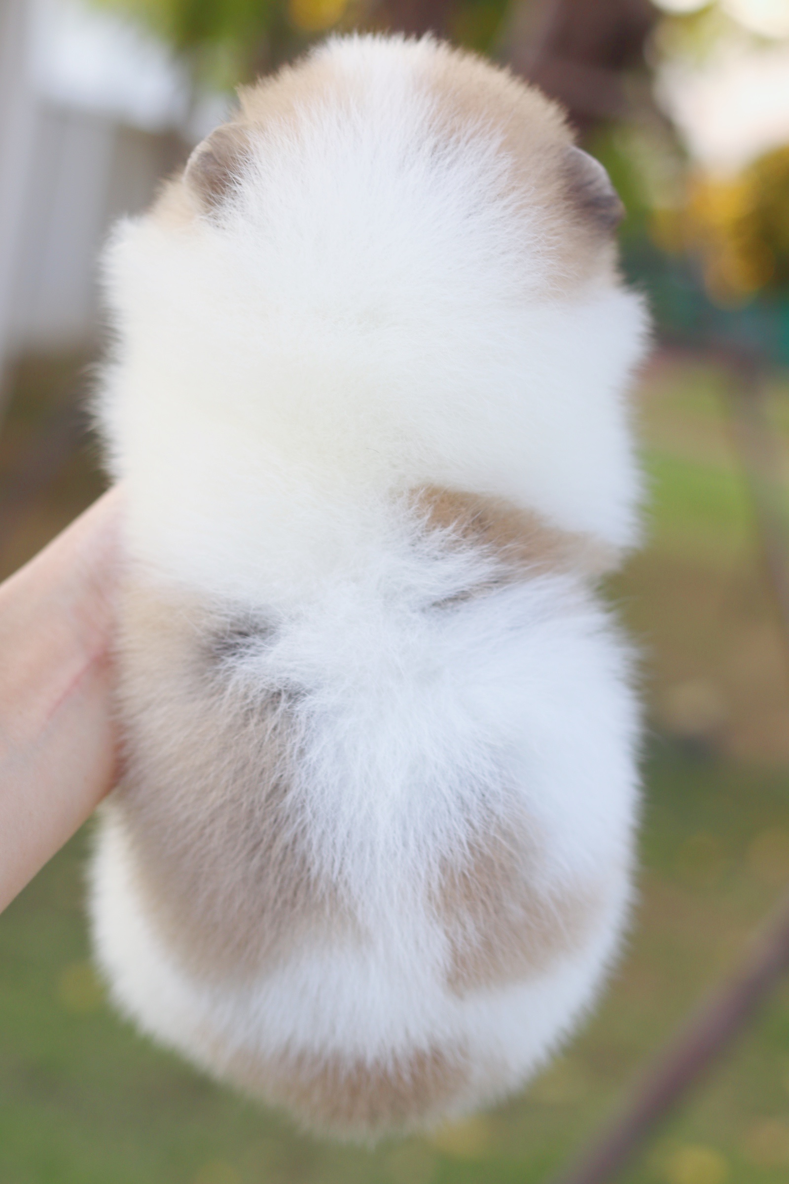 ปอมเมอเรเนียน เพศผู้ สีแฟนซี