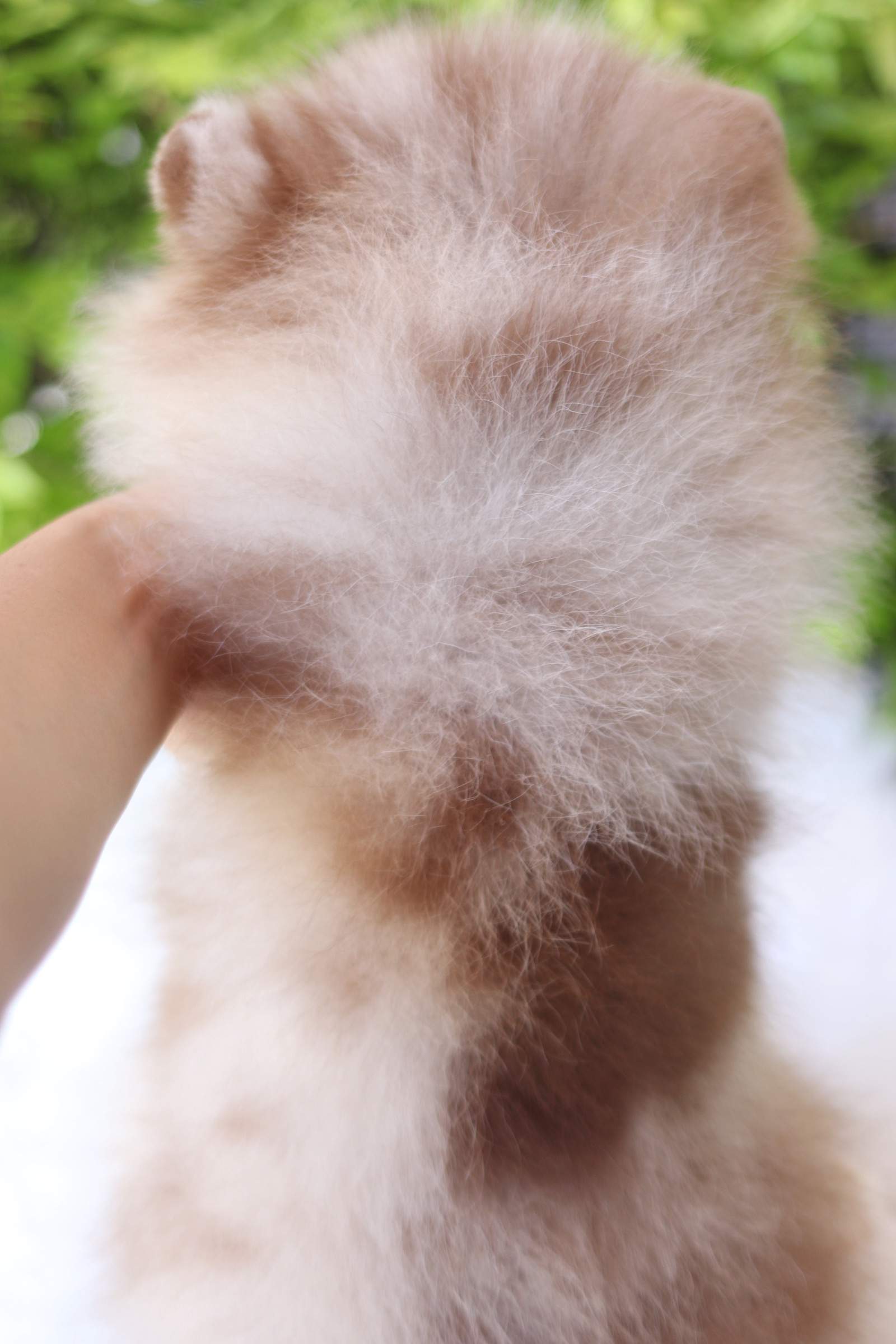 ปอมเมอเรเนียน เพศผู้สีช็อคเมอร์เร่