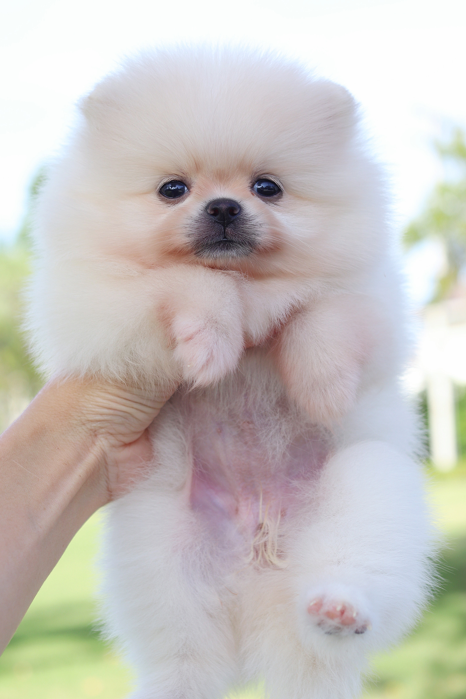 ปอมเมอเรเนียน เพศเมียสีขาวครีม