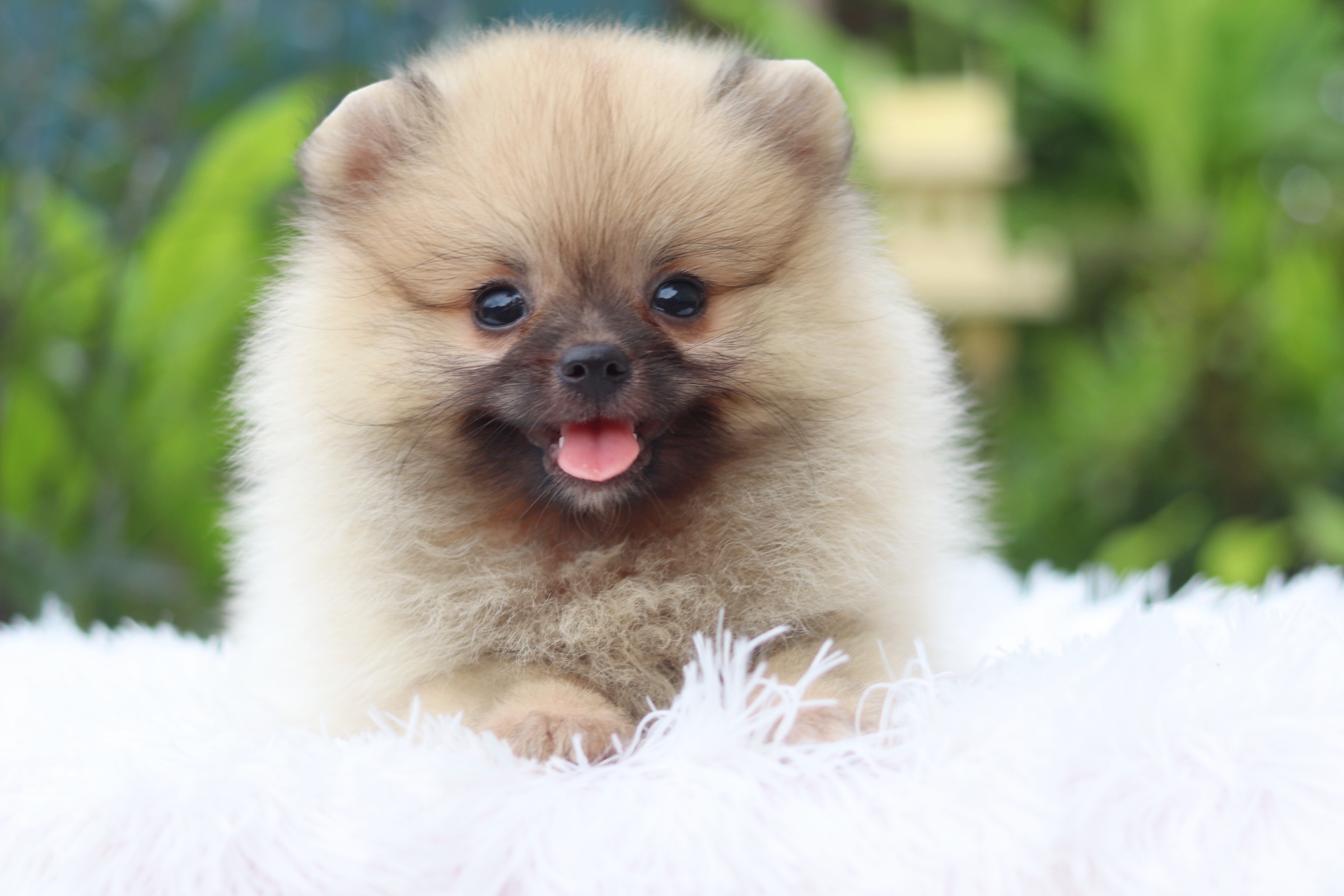 ปอมเมอเรเนียน เพศเมียสีส้ม