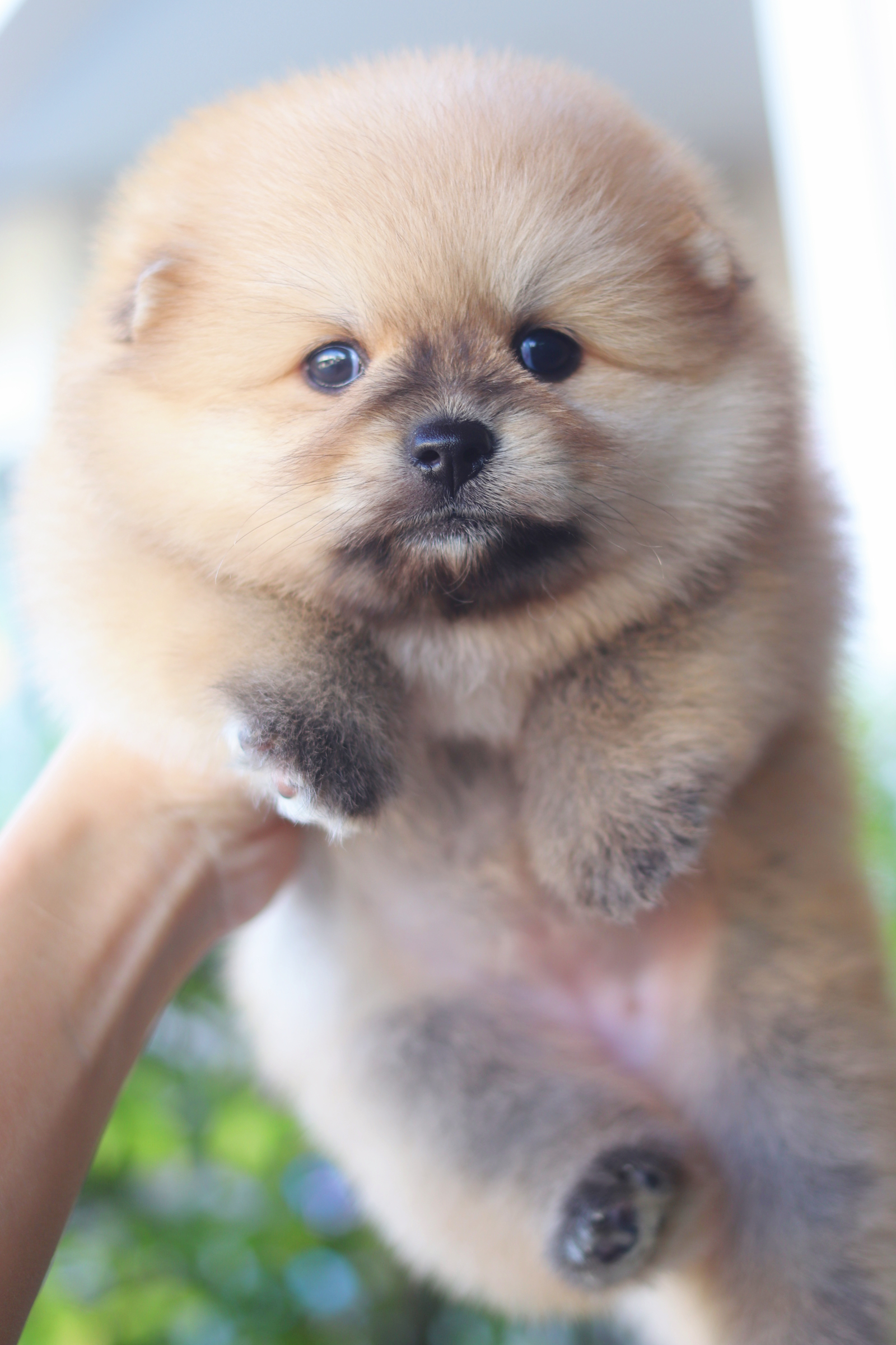 ปอมเมอเรเนียน เพศเมียสีส้ม ไซส์ปกติ