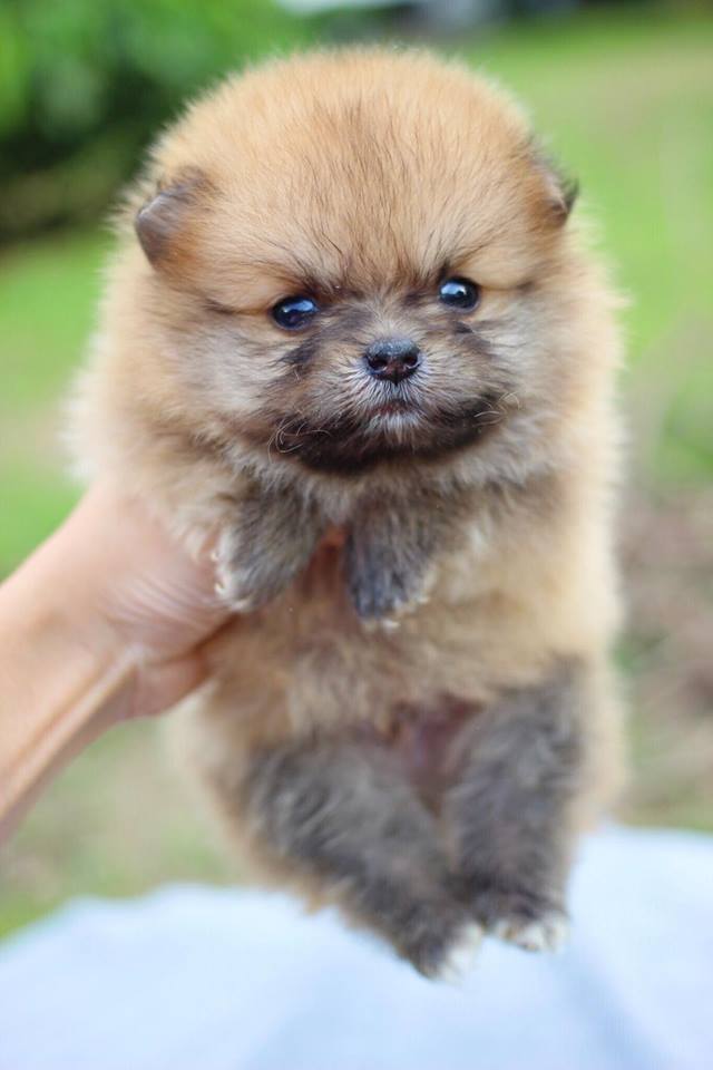 ปอมเมอเรเนียน เพศเมียทีคัพ