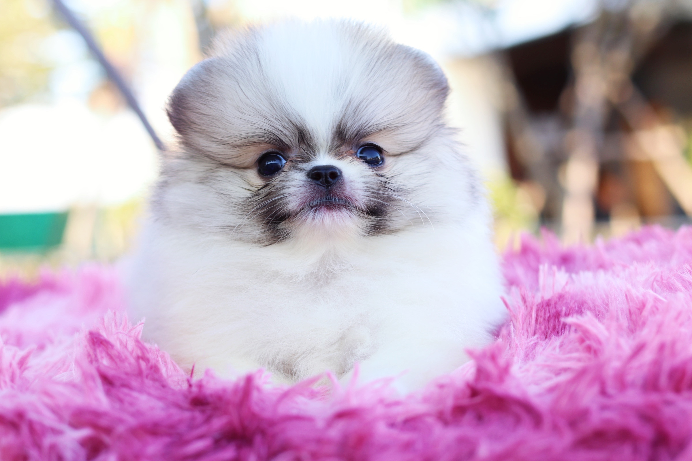 ปอมเมอเรเนียน เพศผู้ แฟนซี ไซส์เล็ก