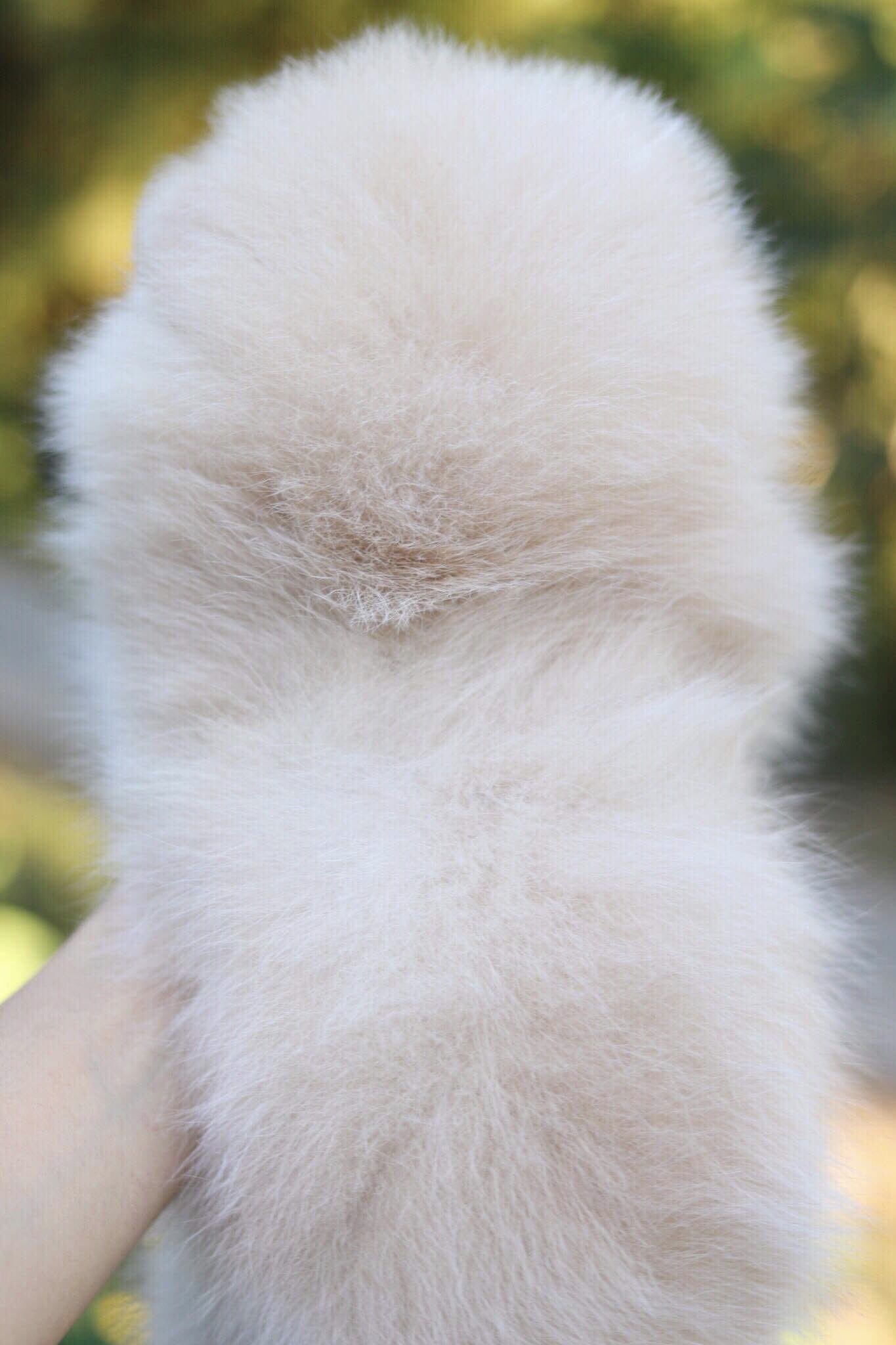 ปอมเมอเรเนียน เพศเมีย