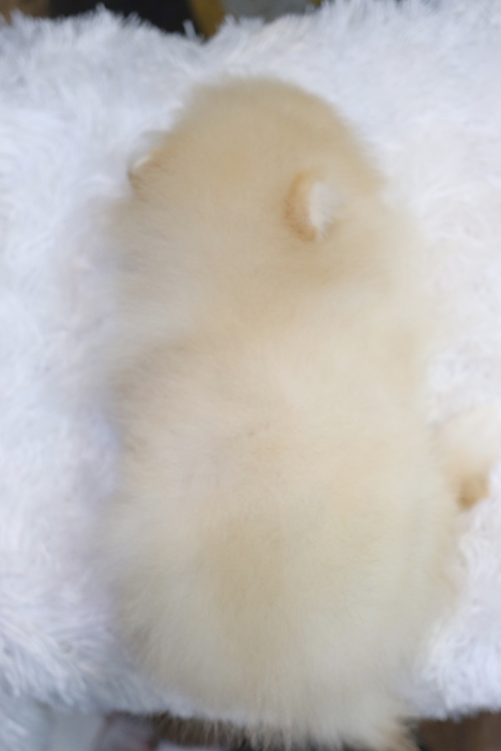 ปอมเมอเรเนียน เพศผู้สีขาวครีมสามเดือน