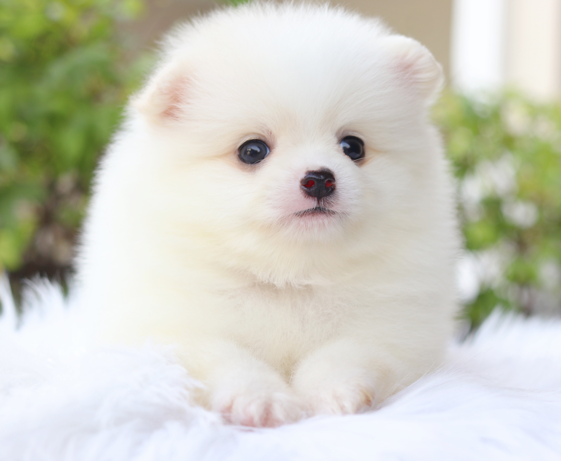 ปอมเมอเรเนียน เพศผู้สีขาวครีม