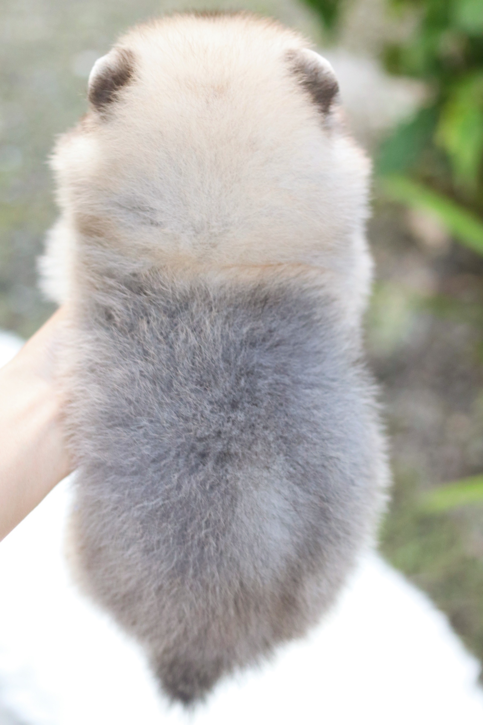 ปอมเมอเรเนียน เพศผู้ สีส้ม