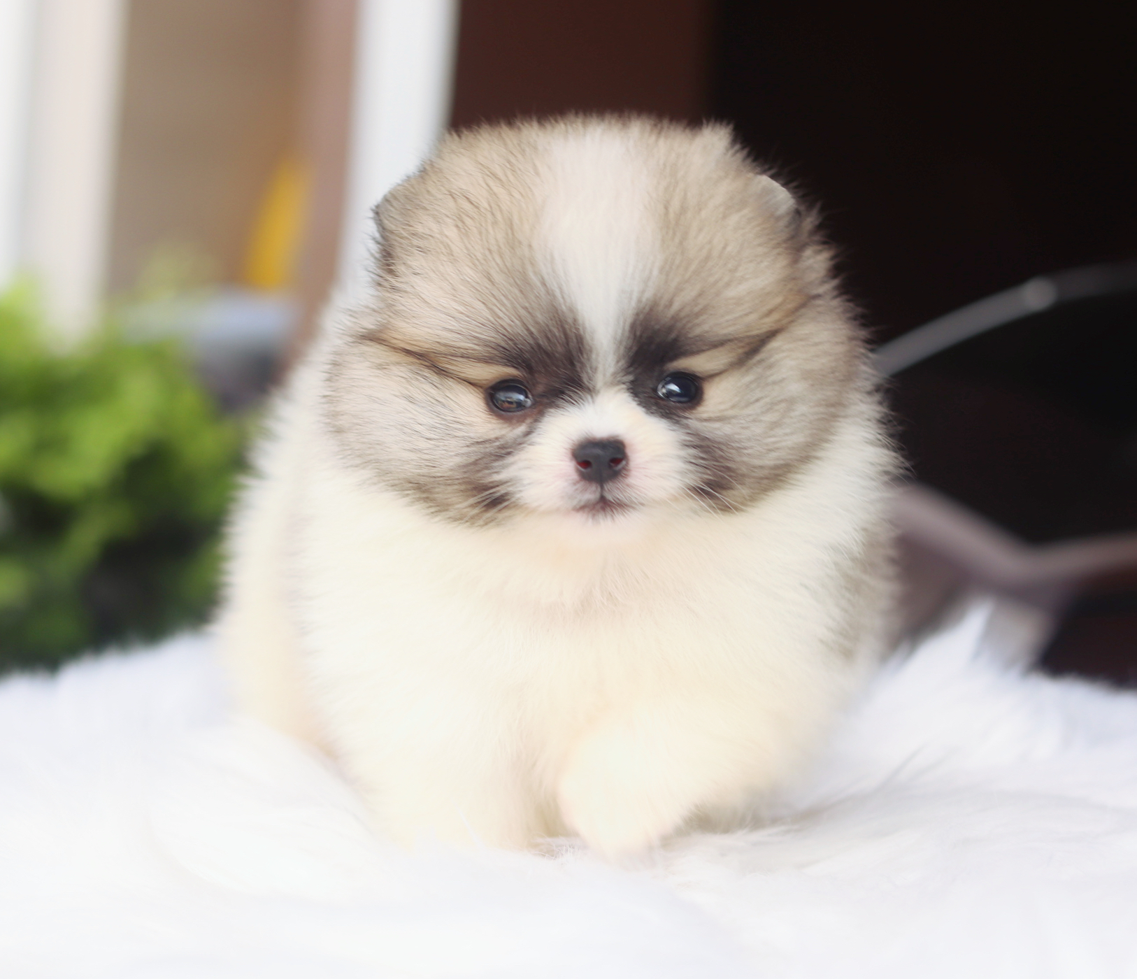 ปอมเมอเรเนียน เพศผู้ สีแฟนซี