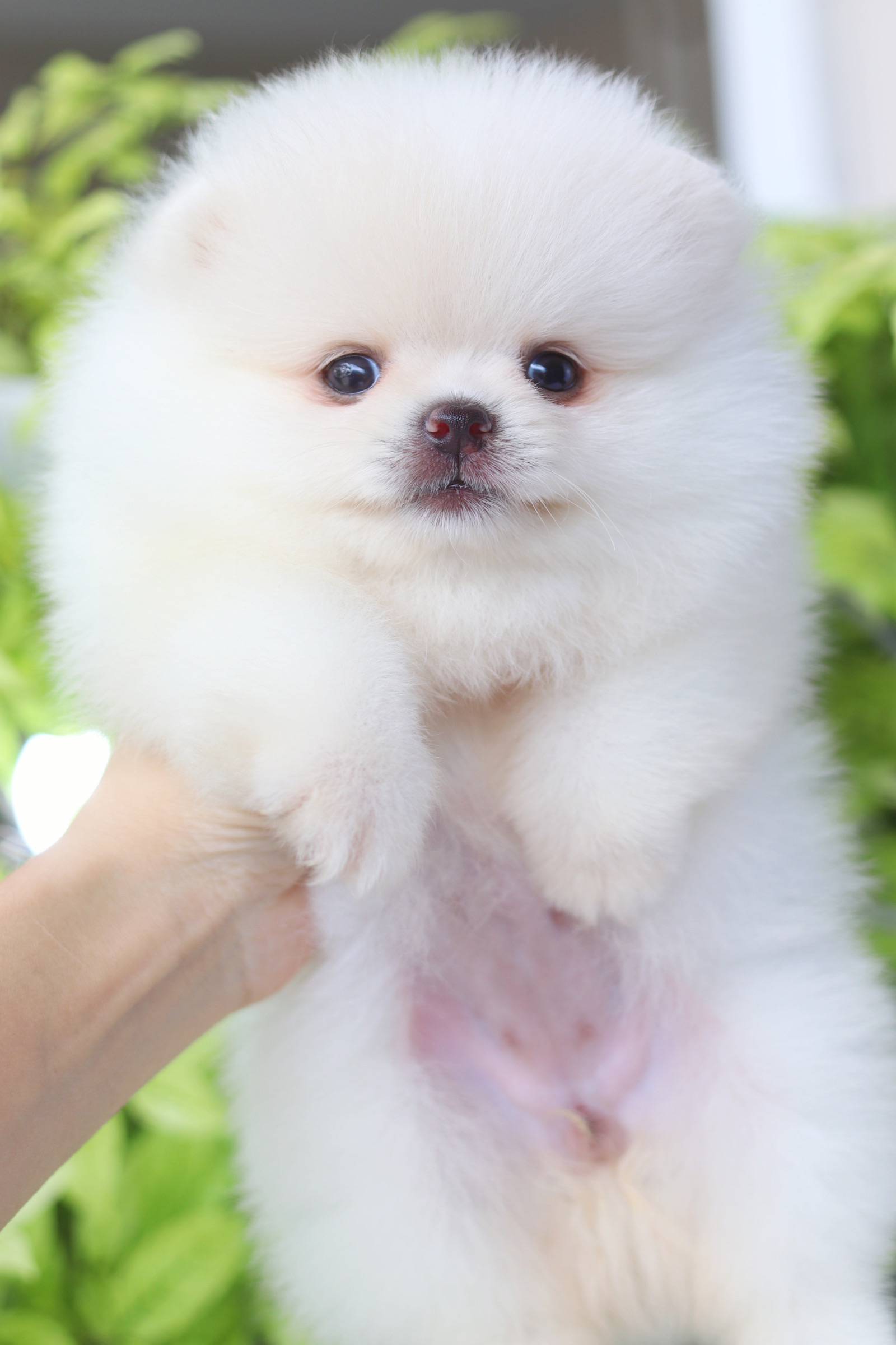 ปอมเมอเรเนียน เพศเมียสีขาวครีม