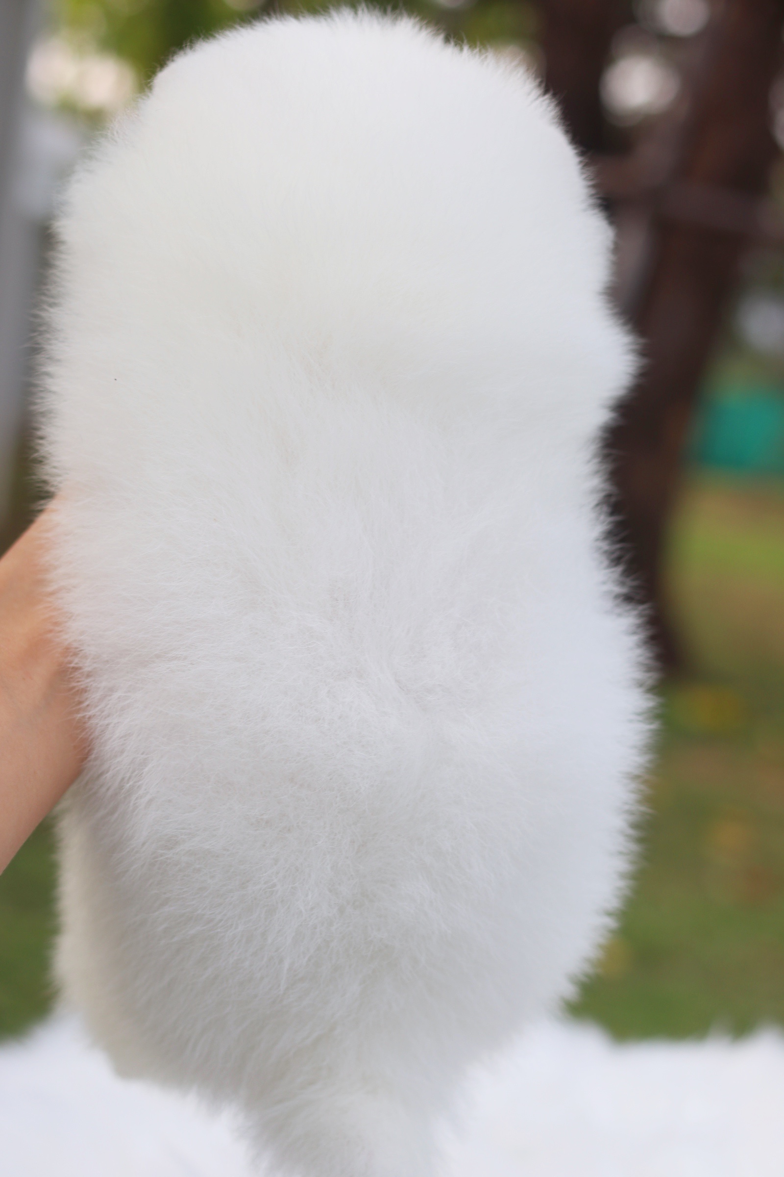 ปอมเมอเรเนียน เพศผู้ สีขาวครีม